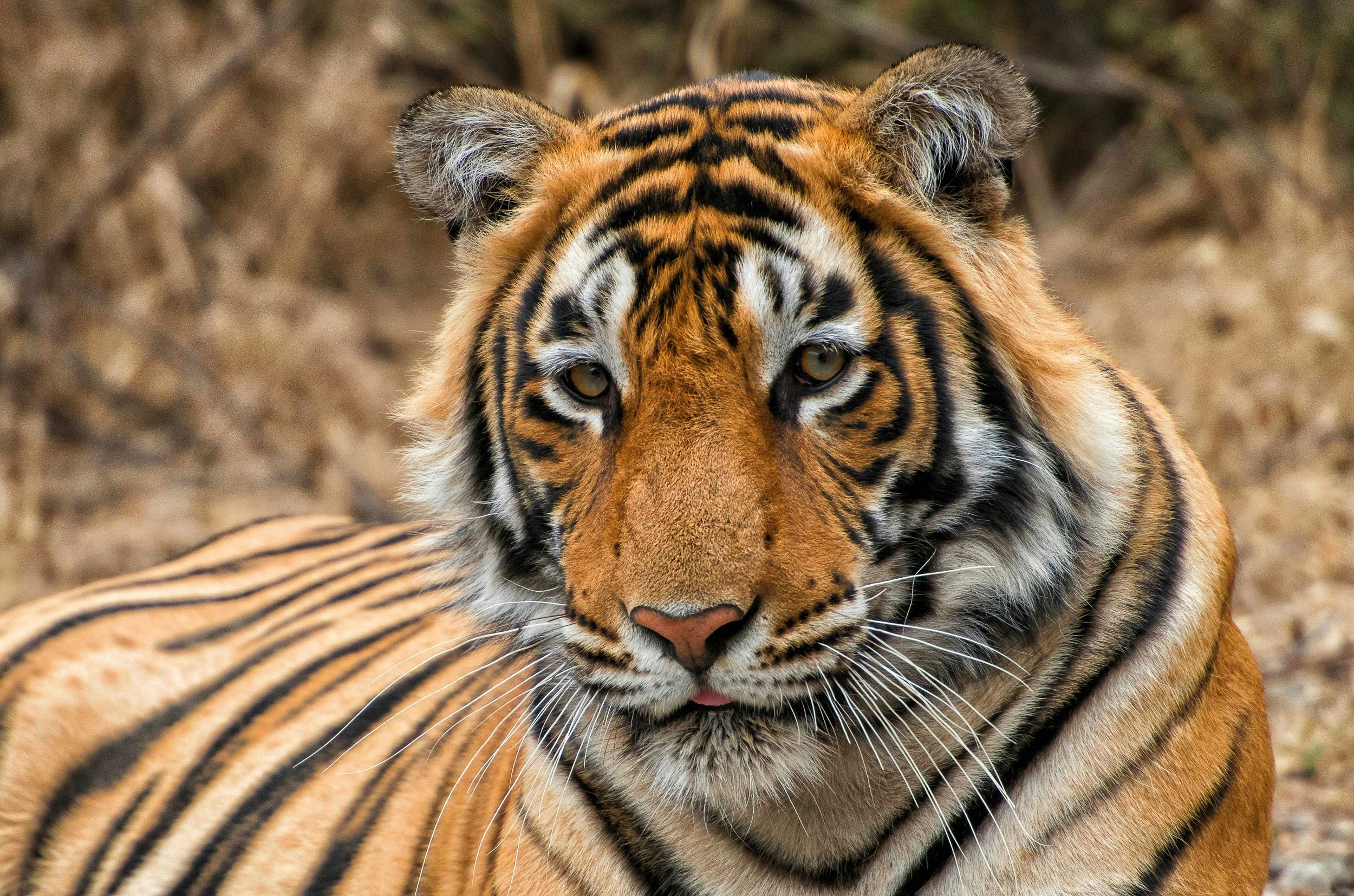 A Bengal tiger resting in dry grass.