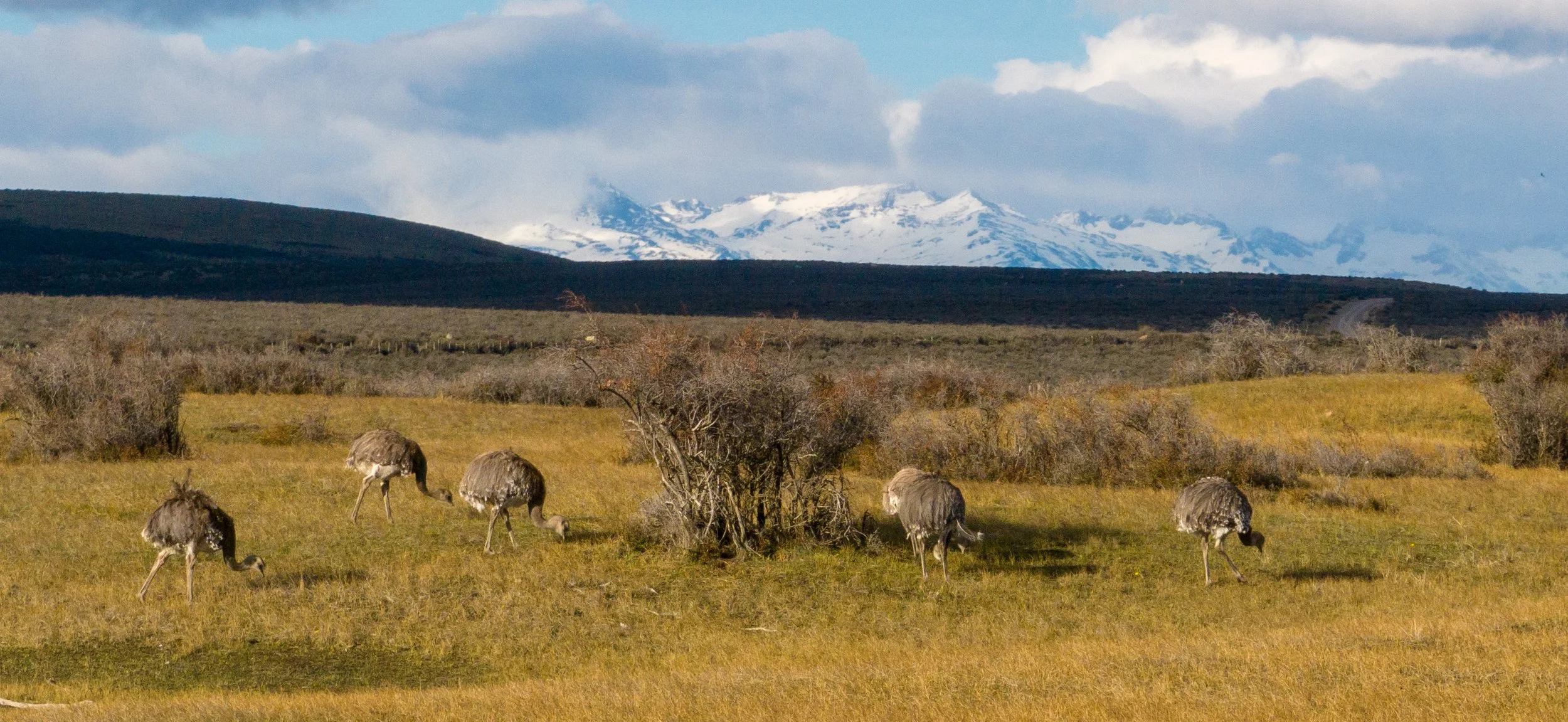 Rheas grazing on golden grassland with snow-capped mountains in Patagonia.