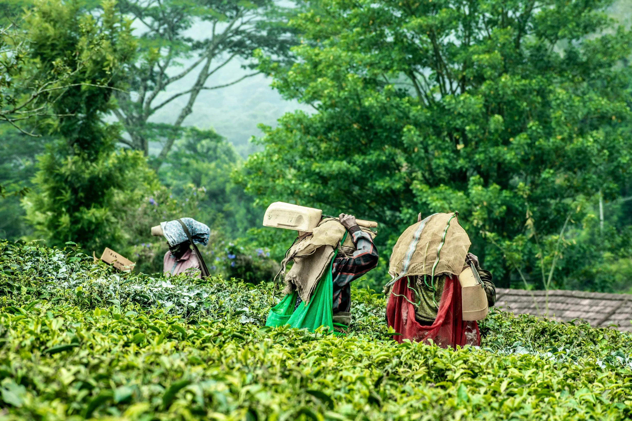 Tea plantation visit and artisan textile workshop in Munnar during a women-only India trip