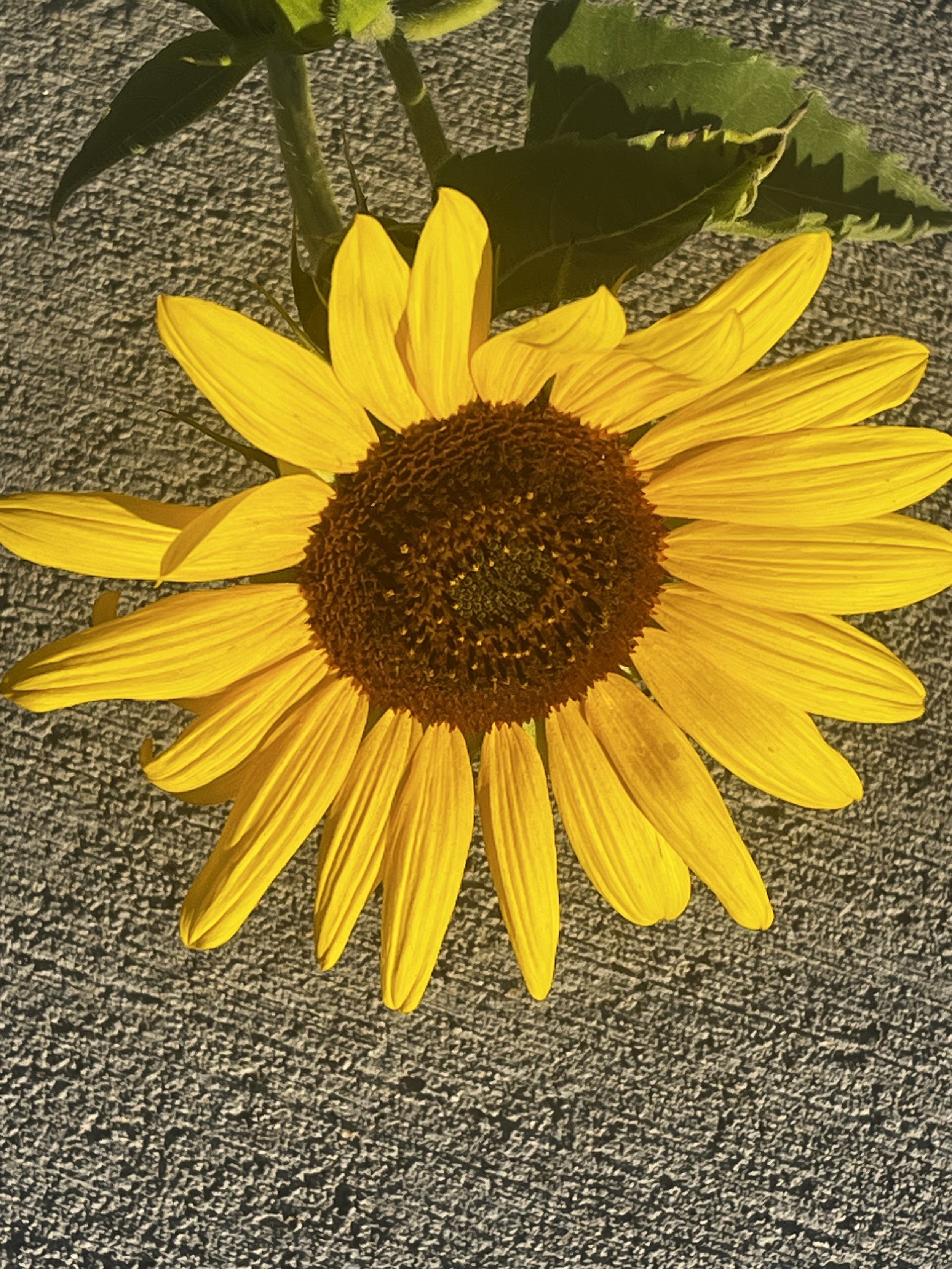 IMG_5726 - Pattie Brierley.jpeg