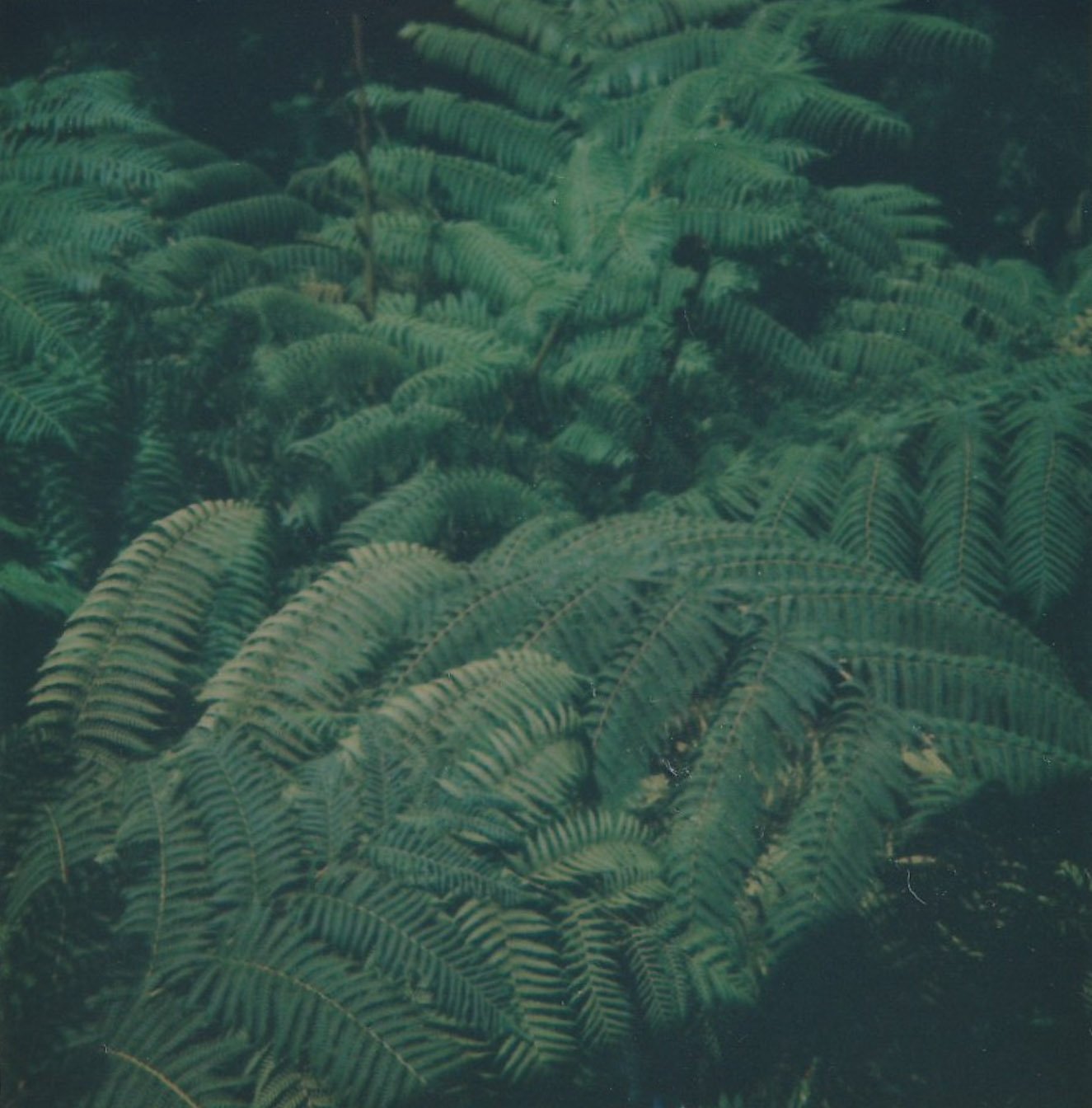 Plants 02.jpg