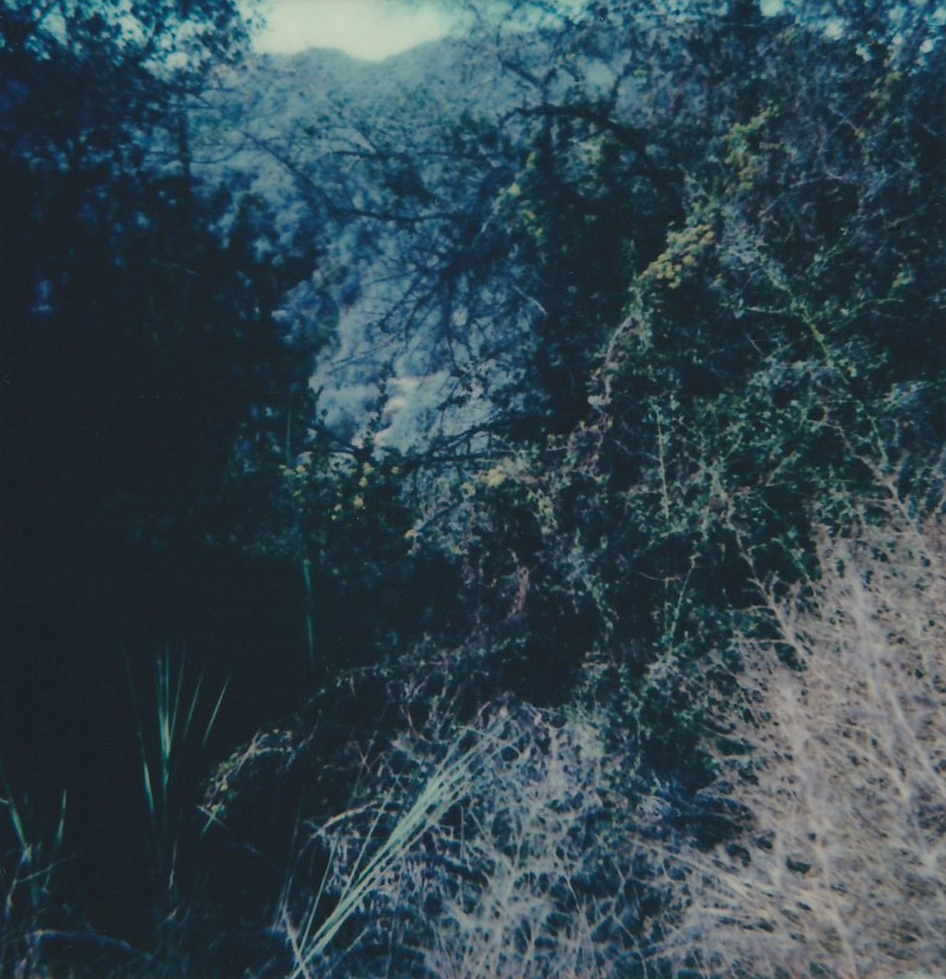 Mess of Trees 04.jpg