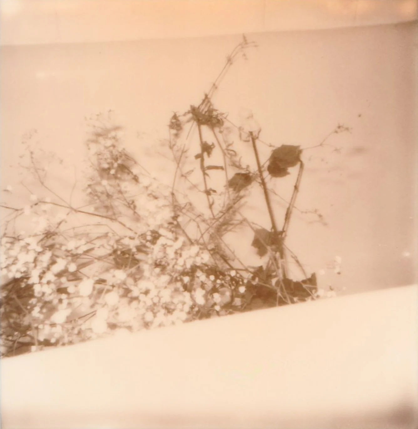 Flowers in Bath 01.jpg