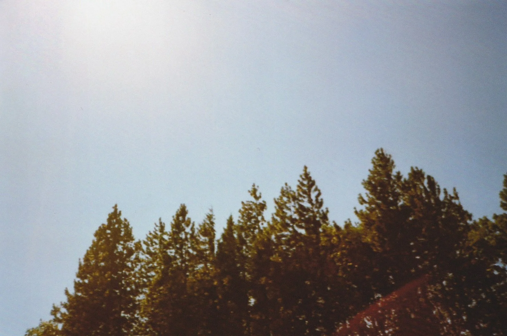 Washington Trees.jpg