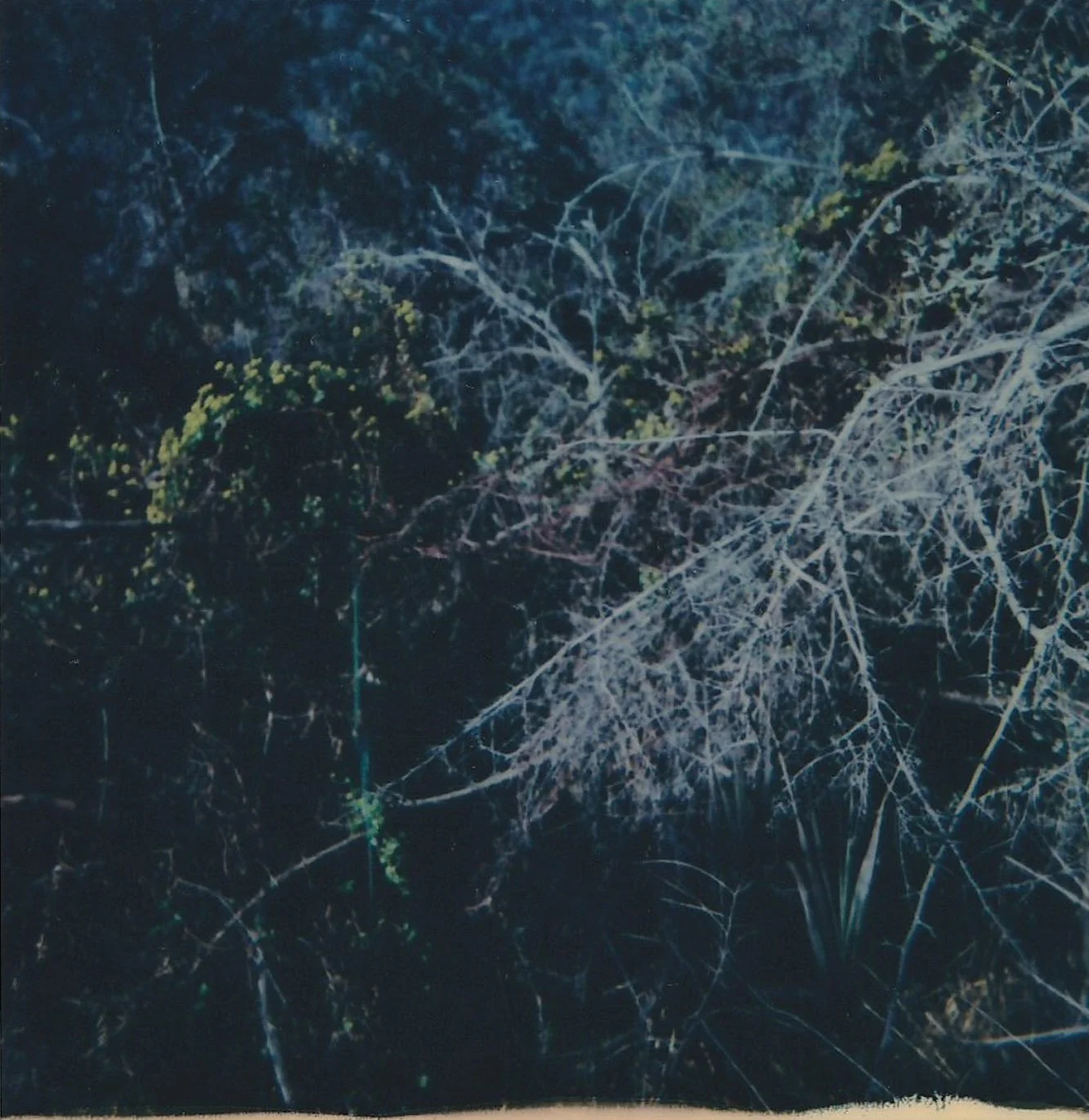 Mess of Trees 05.jpg