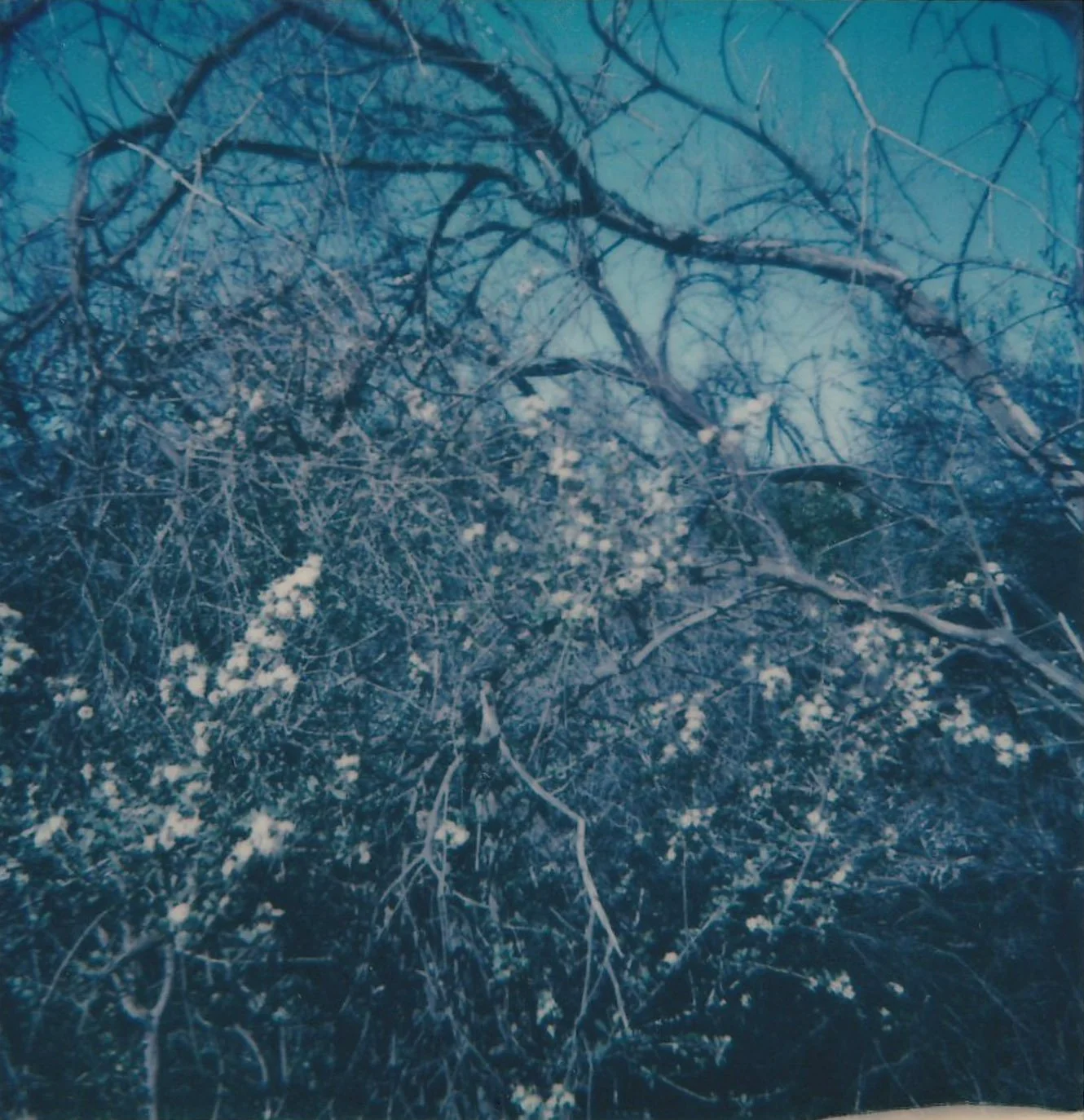 Mess of Trees 03.jpg