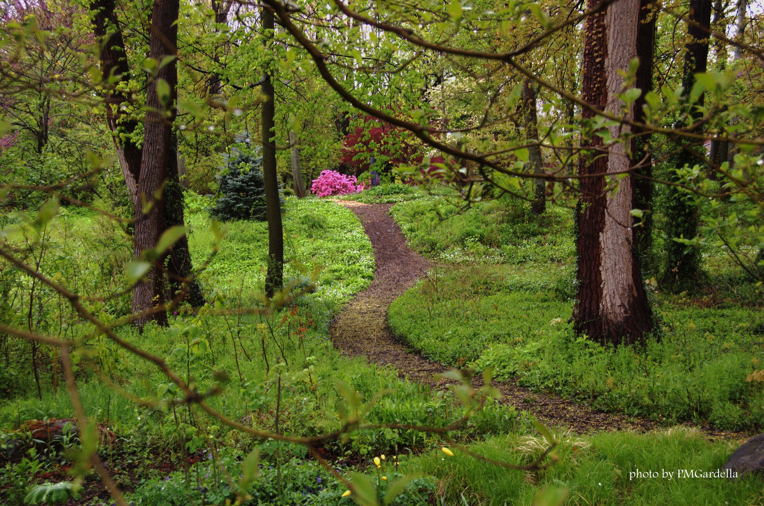 A lush green forest with tall trees and a winding dirt path. Pink flowering bushes are visible in the background, and the scene is vibrant with spring foliage.