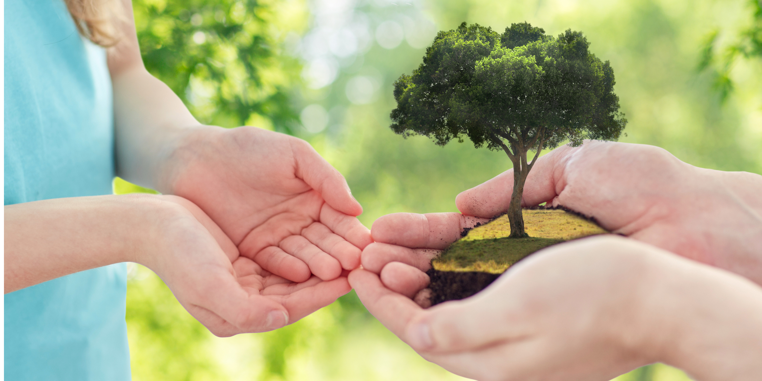 Two pairs of hands holding a small patch of earth with a large tree, symbolizing environmental care and conservation, set against a blurred green outdoor background.