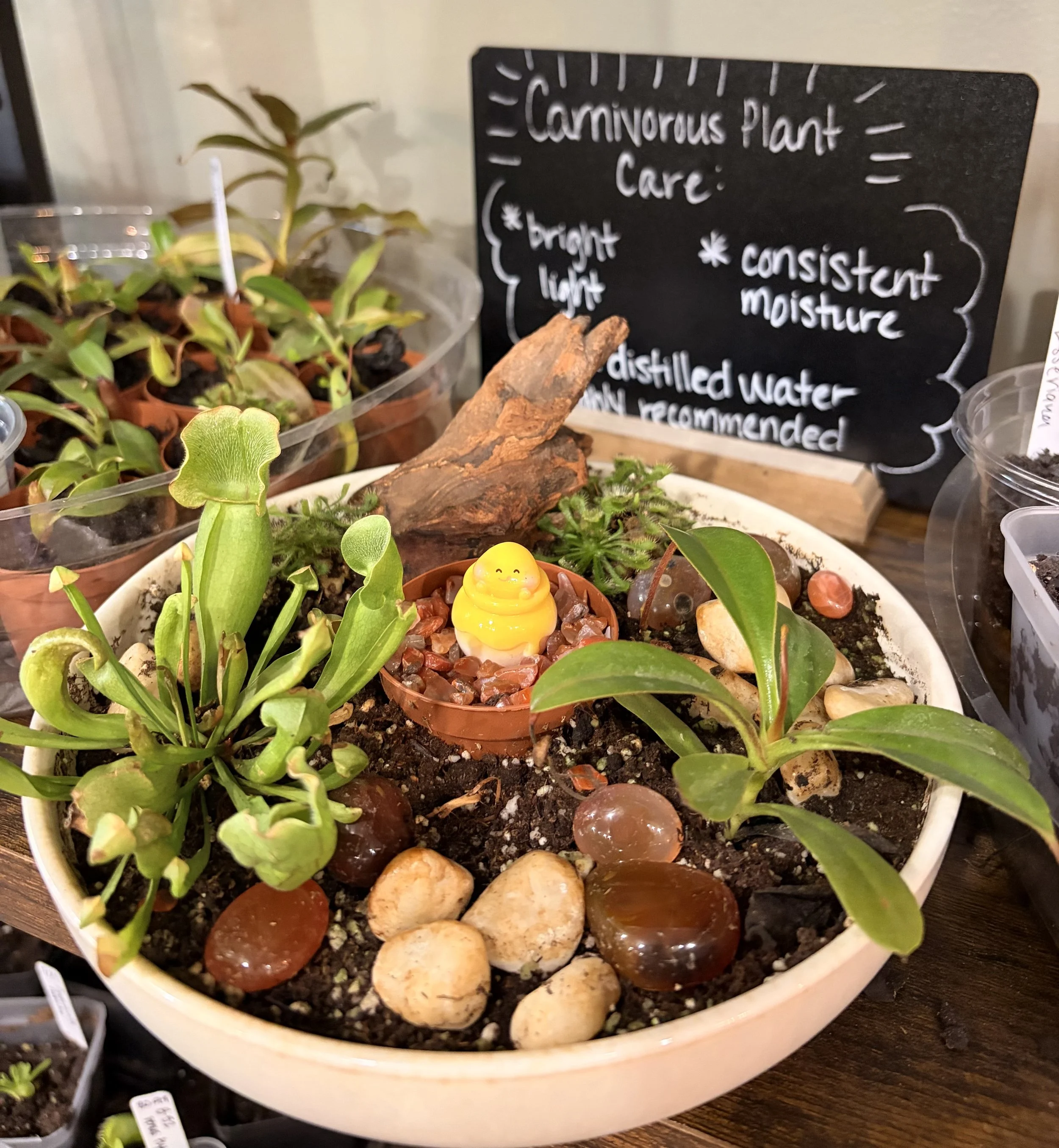 carnivorous plant bog