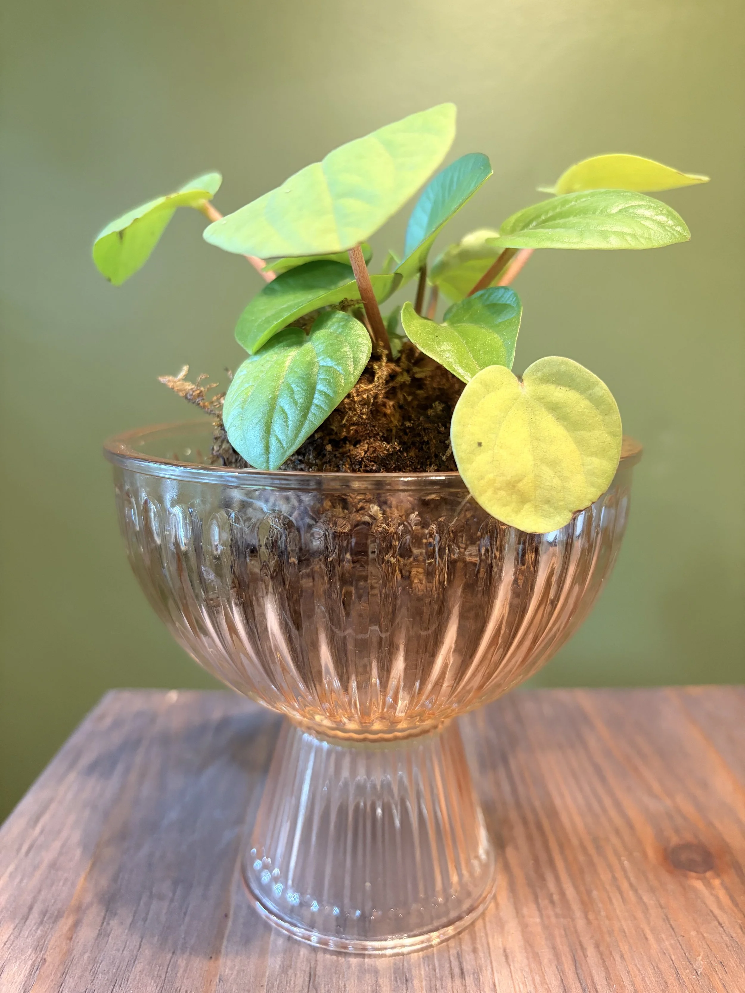 a traditional Japanese decorative style where a plant grows inside a ball of soil wrapped in live moss and bound with string