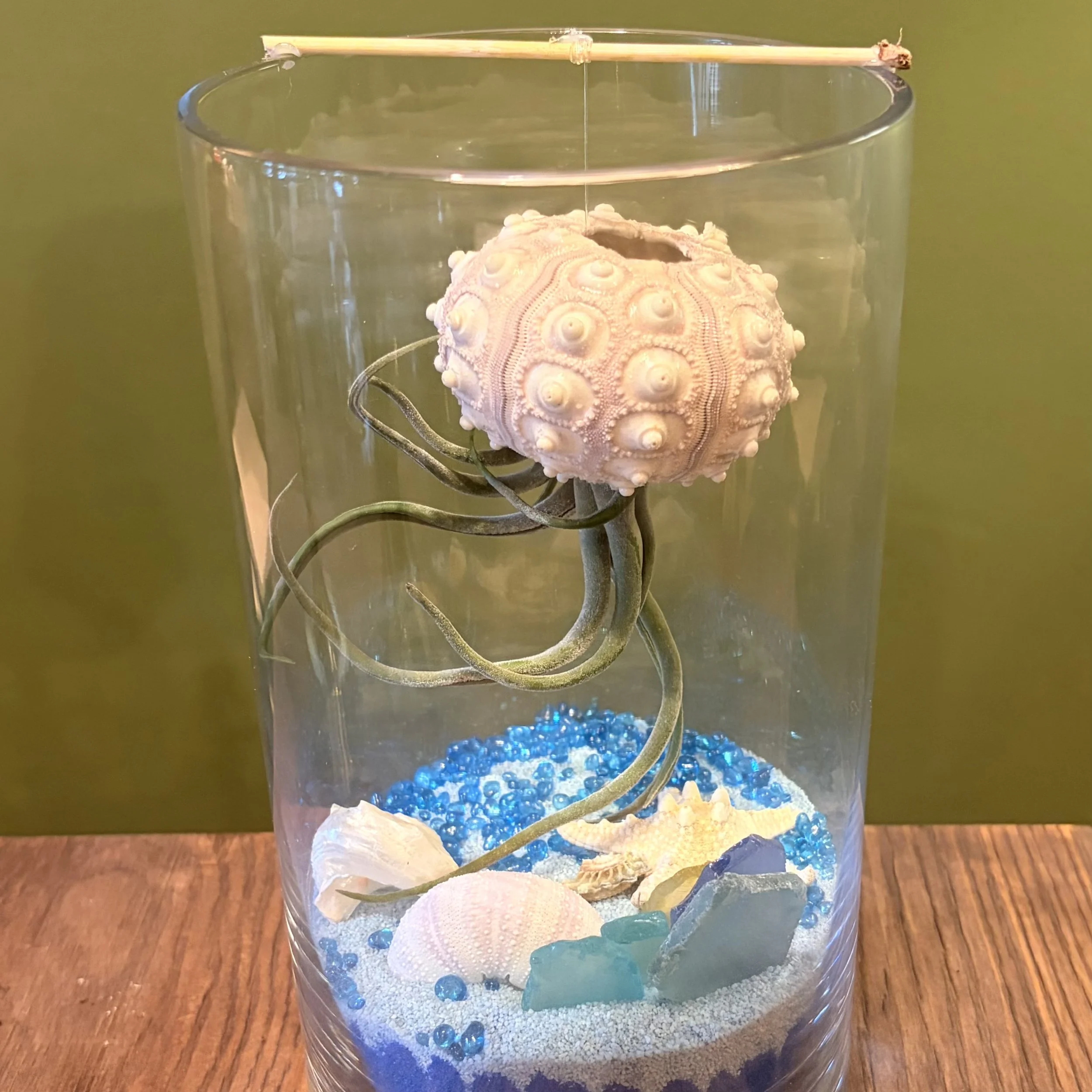 air plants used as sea creatures 