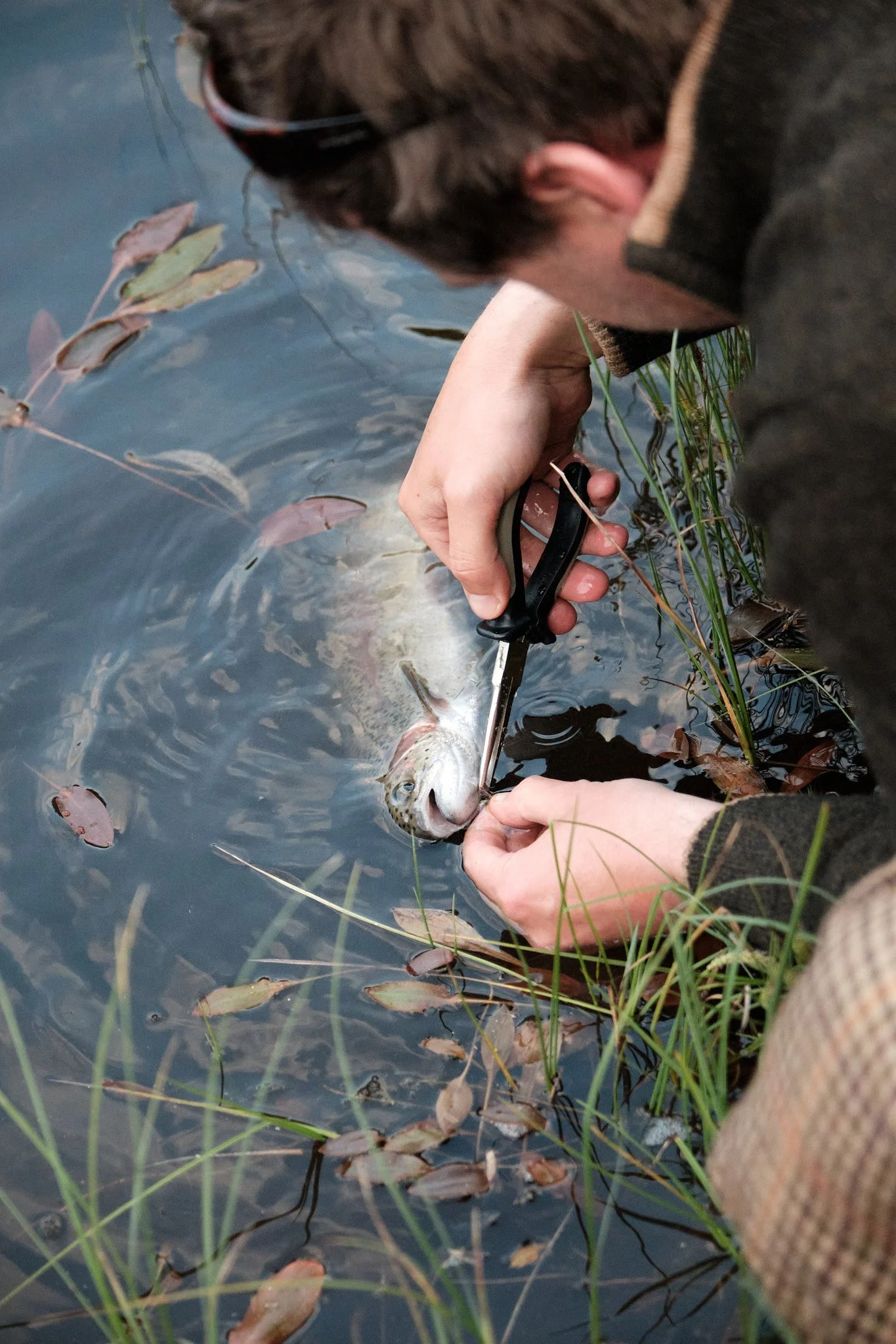 Scottish wil trout in a Scottish Loch in the Highlands and Cairngorms national park