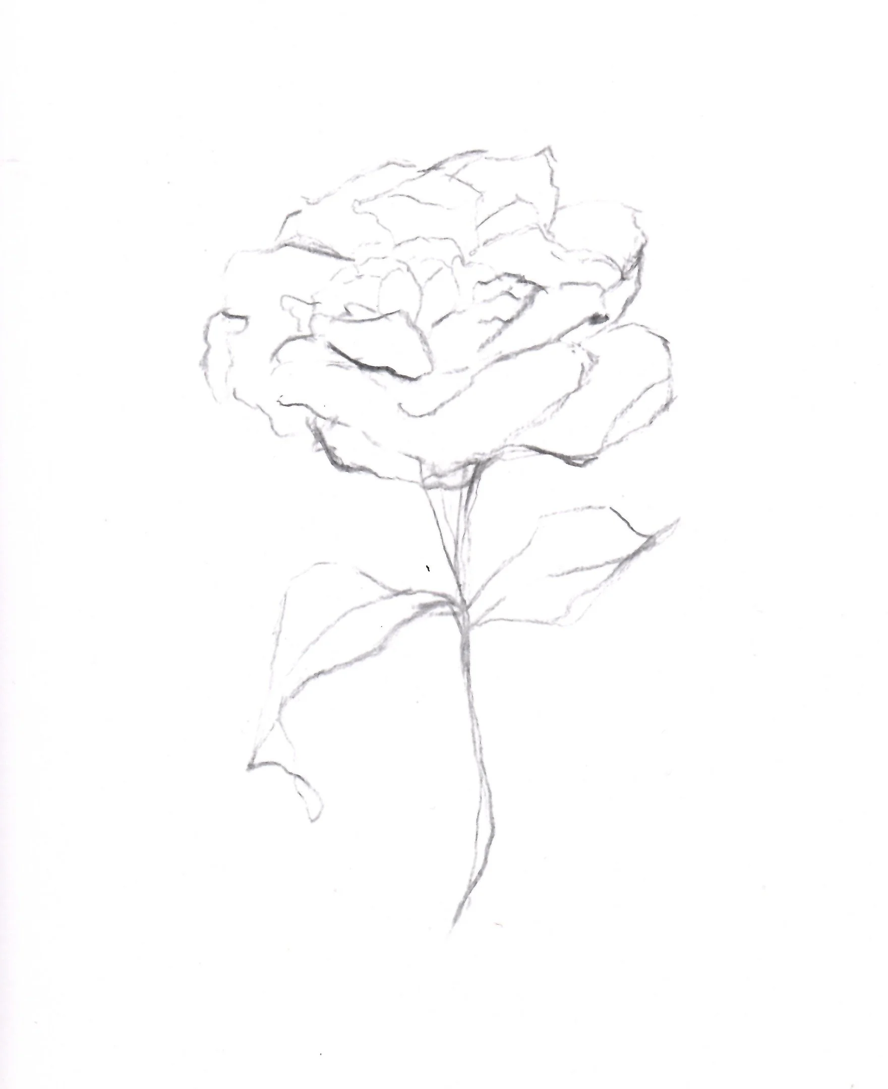 Floral Study 01.jpg