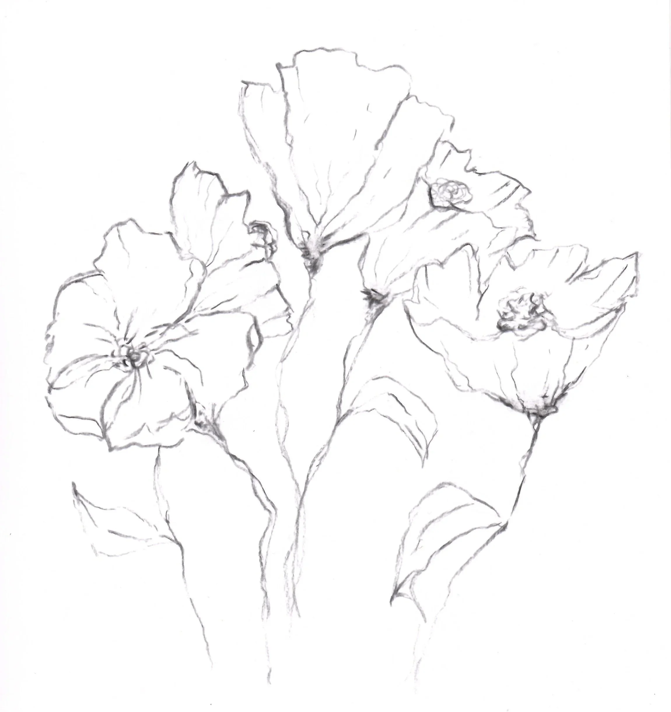 Floral+Study+02.jpg