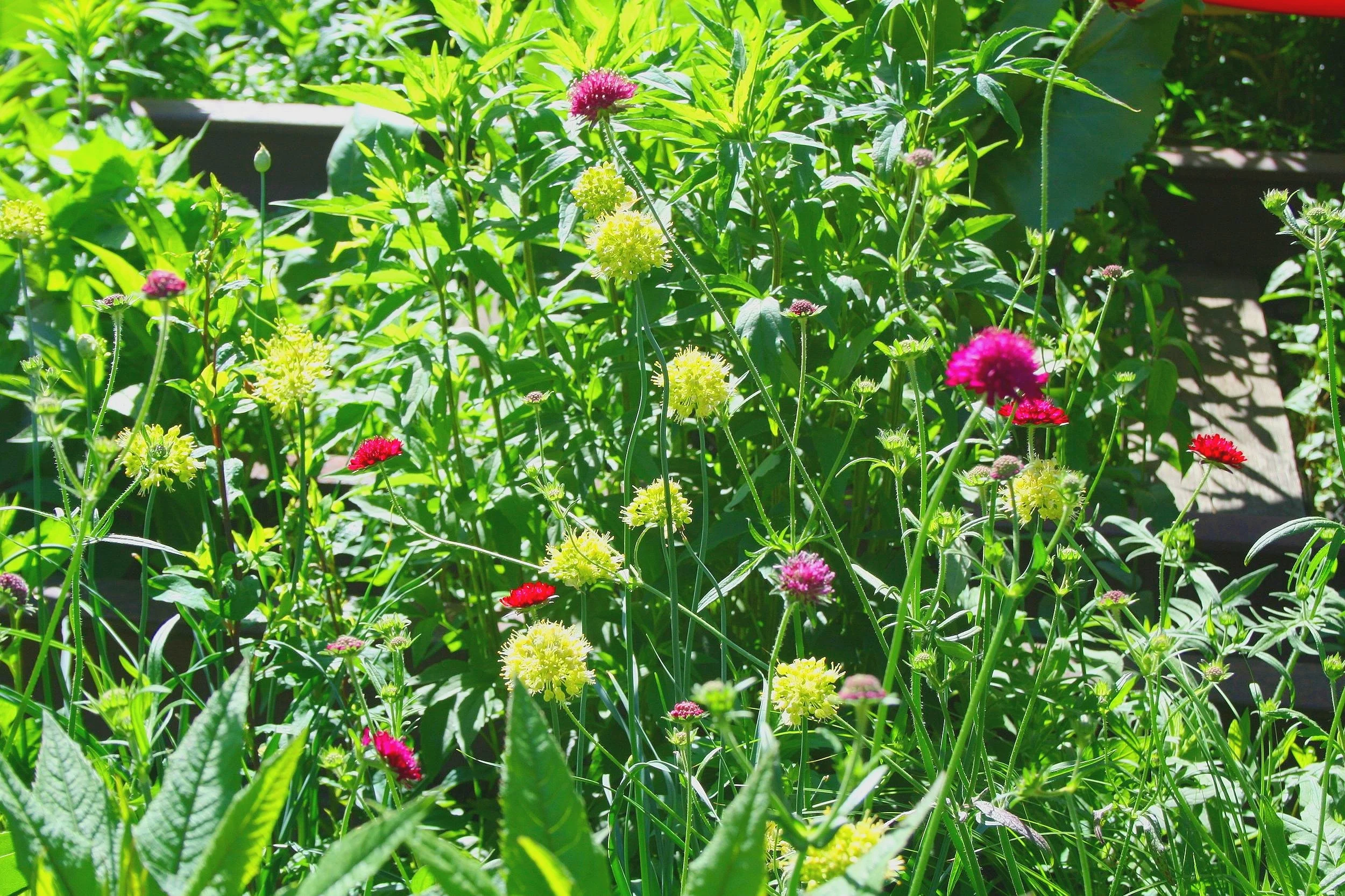 Colorful flowers on the High Line, the High Line in New York City, New York, NY