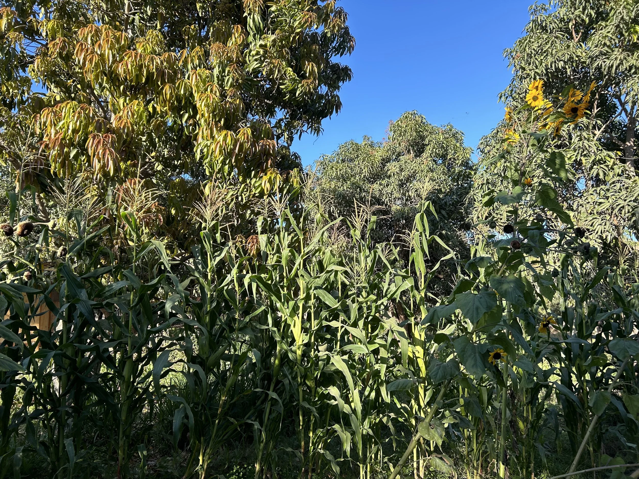 Biodynamic Agroforestry in the dry tropics