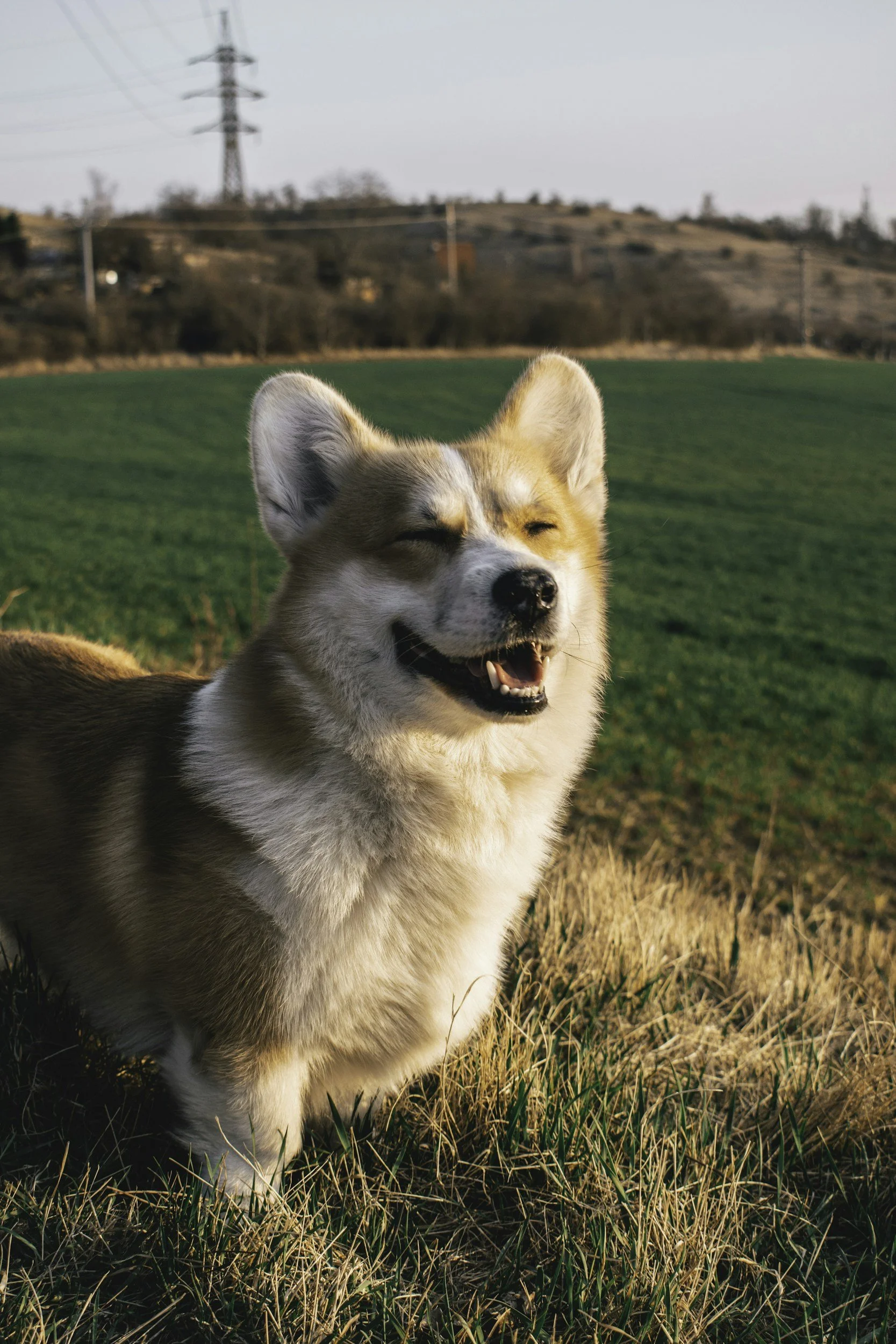 Happy corgi dog standing on grassy field with a green hill and power lines in the background.