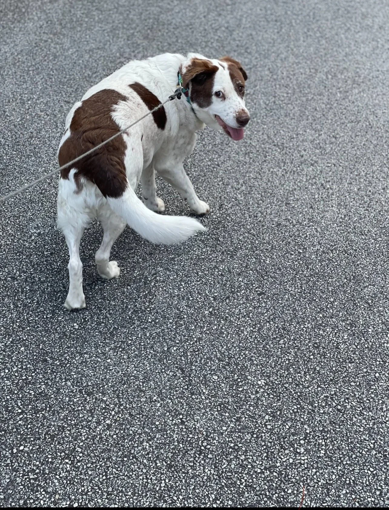 Happy white and brown dog on a leash sitting on a textured asphalt surface, looking back with its tongue out.