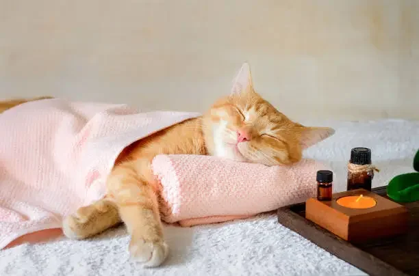An orange tabby cat sleeping on a pink blanket on a white surface, with a tray of small bottles and a candle nearby.