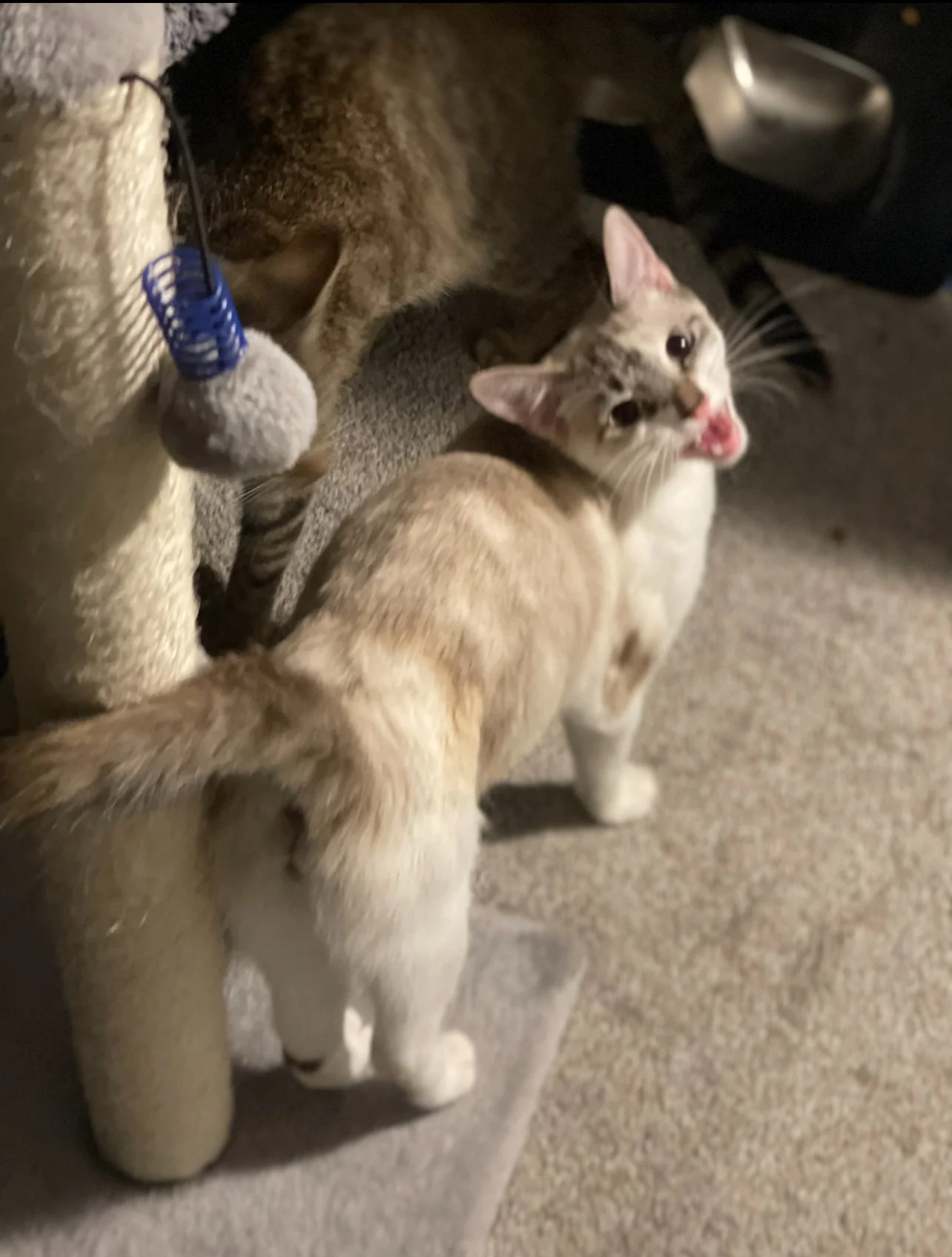 Two cats, one with tan and white fur looking up with mouth open, and one with darker striped fur partially hidden by a scratching post with toy. The closer cat has long, fluffy tail and pointy ears, standing on carpeted floor.