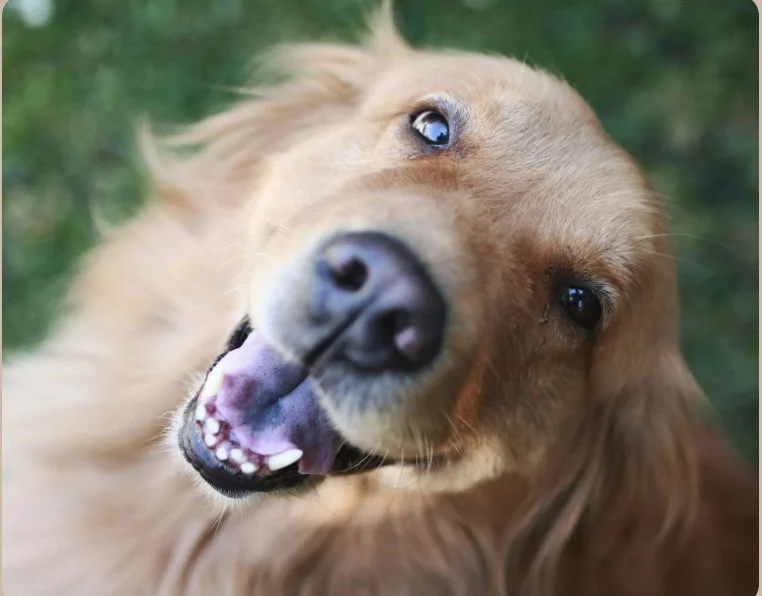 Close-up of a happy golden retriever's face with a blurred green background.