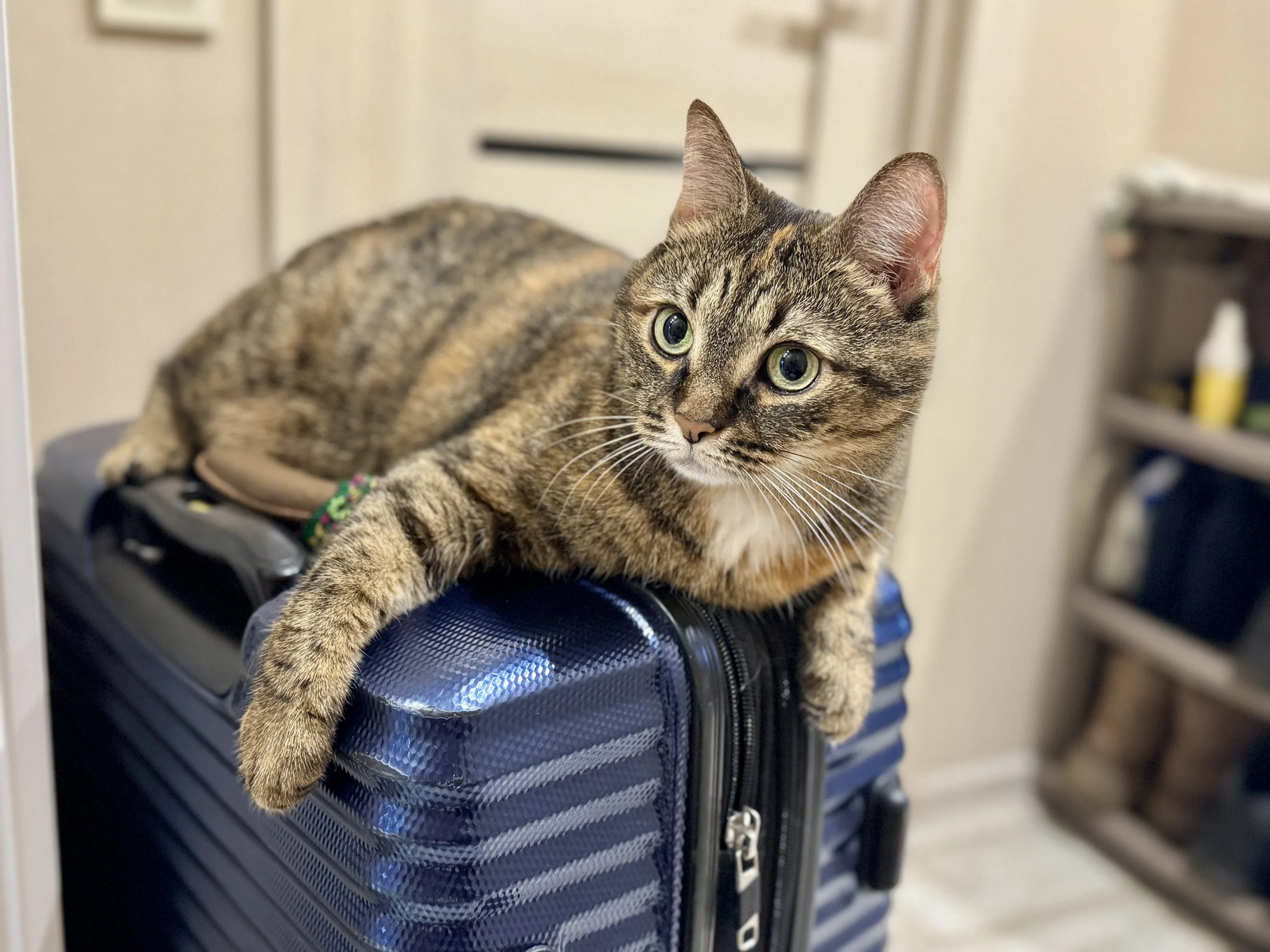 A tabby cat lying on top of a navy blue suitcase, looking to the side with green eyes.