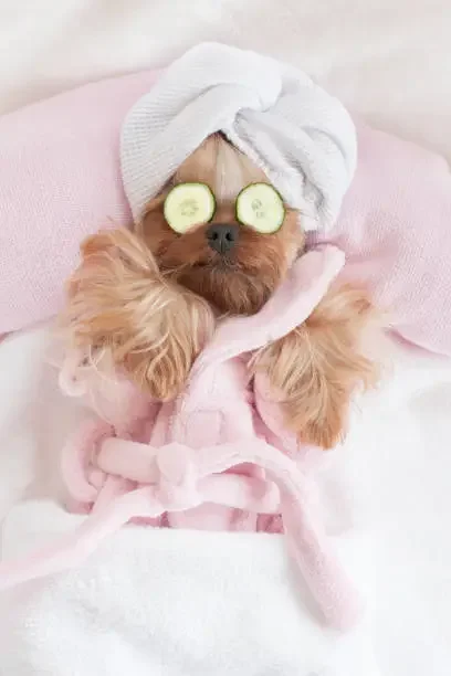 A small dog lying in bed with a white towel wrapped around its head, cucumber slices over its eyes, and wearing a pink robe.