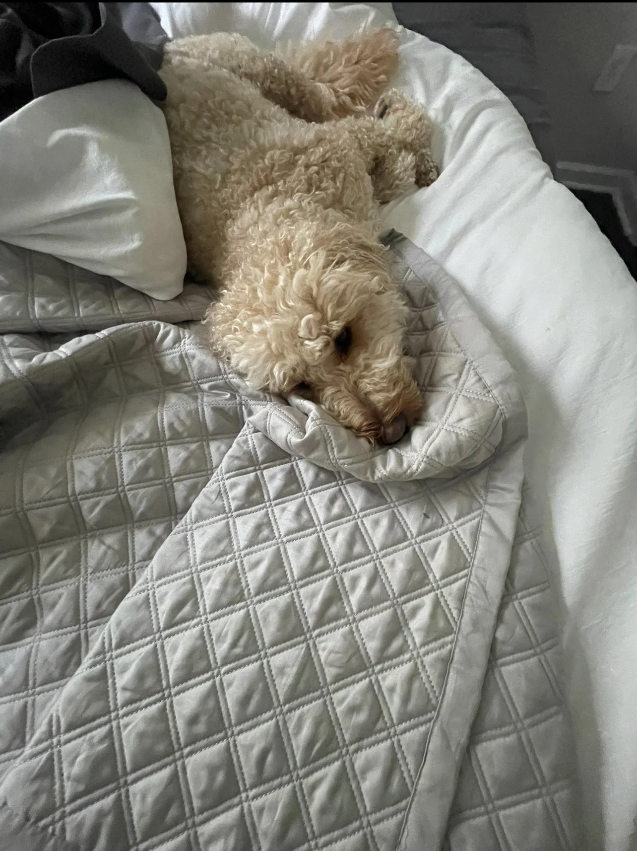 A curly-haired dog lying on a bed, resting its head on a pillow with a quilted cover.