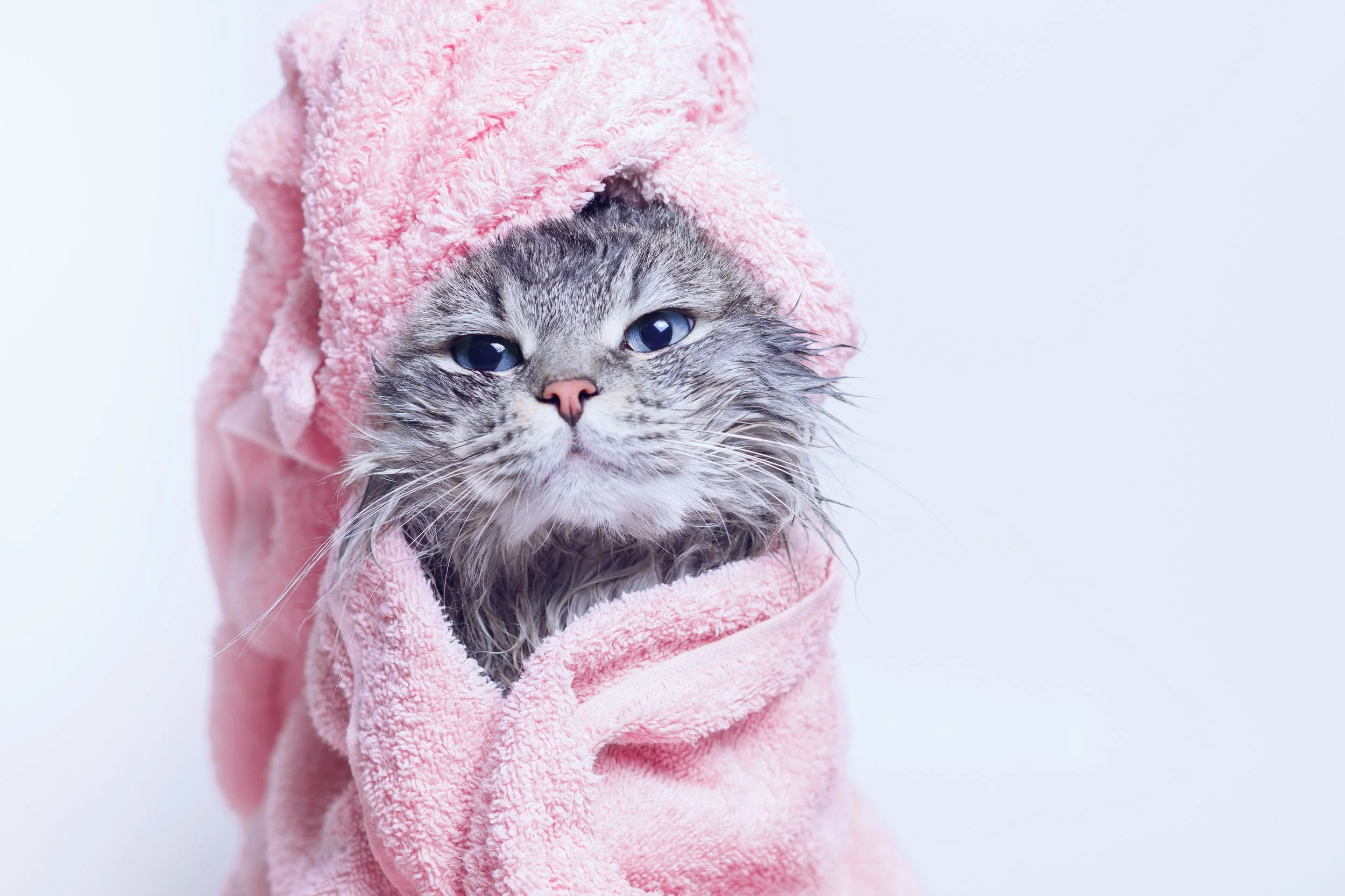 Wet gray and white tabby cat wrapped in a pink towel with a hood, looking at the camera against a plain white background.