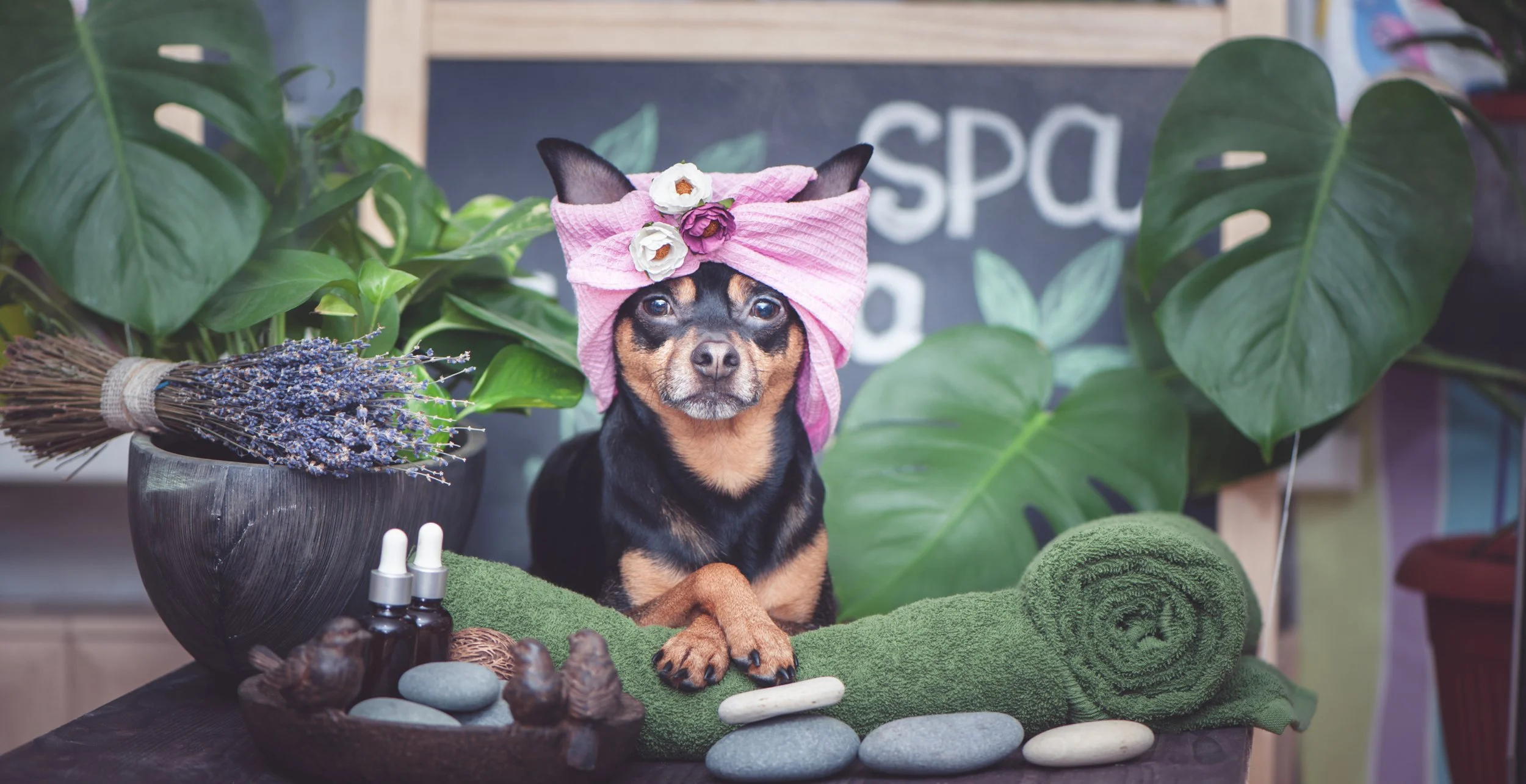 A small dog, possibly a Chihuahua, wearing a pink towel wrapped around its head with flower decorations, sits on a green towel. The background features large green leaves, a small makeup bottle, a bunch of lavender, smooth stones, and a blackboard with partial text reading 'spa'.