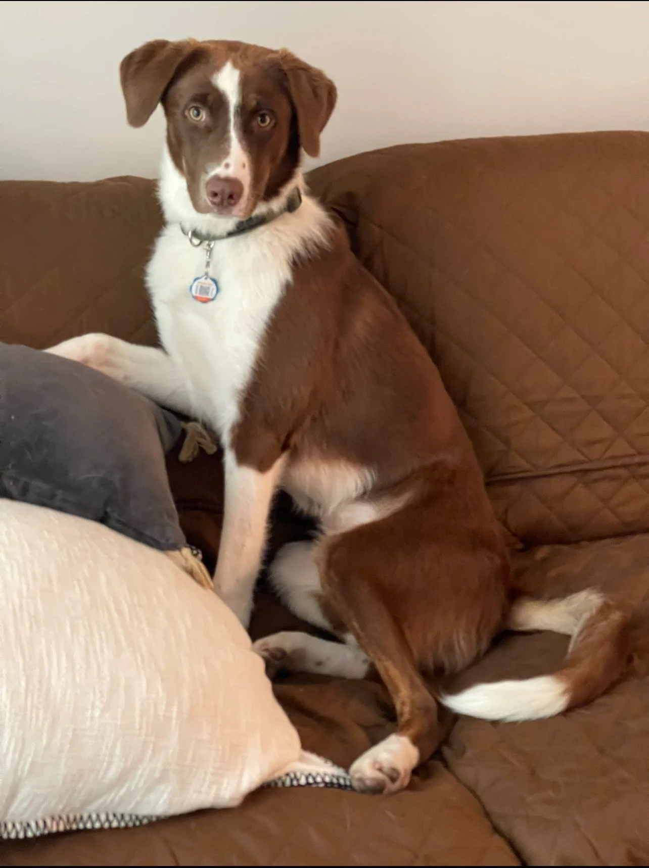 A brown and white dog sitting on a brown quilted couch, looking at the camera with a serious expression.