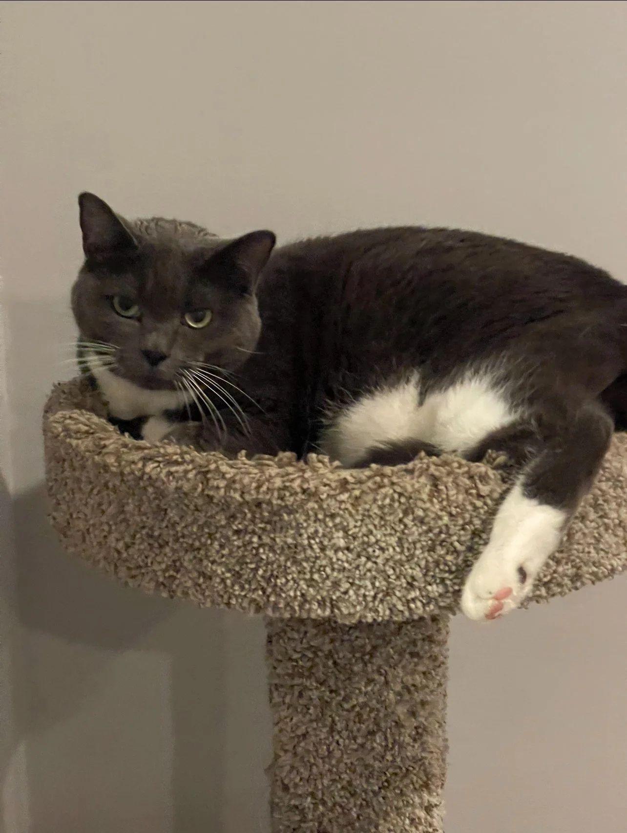 A gray and white cat lying inside a round, carpeted cat bed on a beige carpeted cat tree, with a plain light-colored wall in the background.