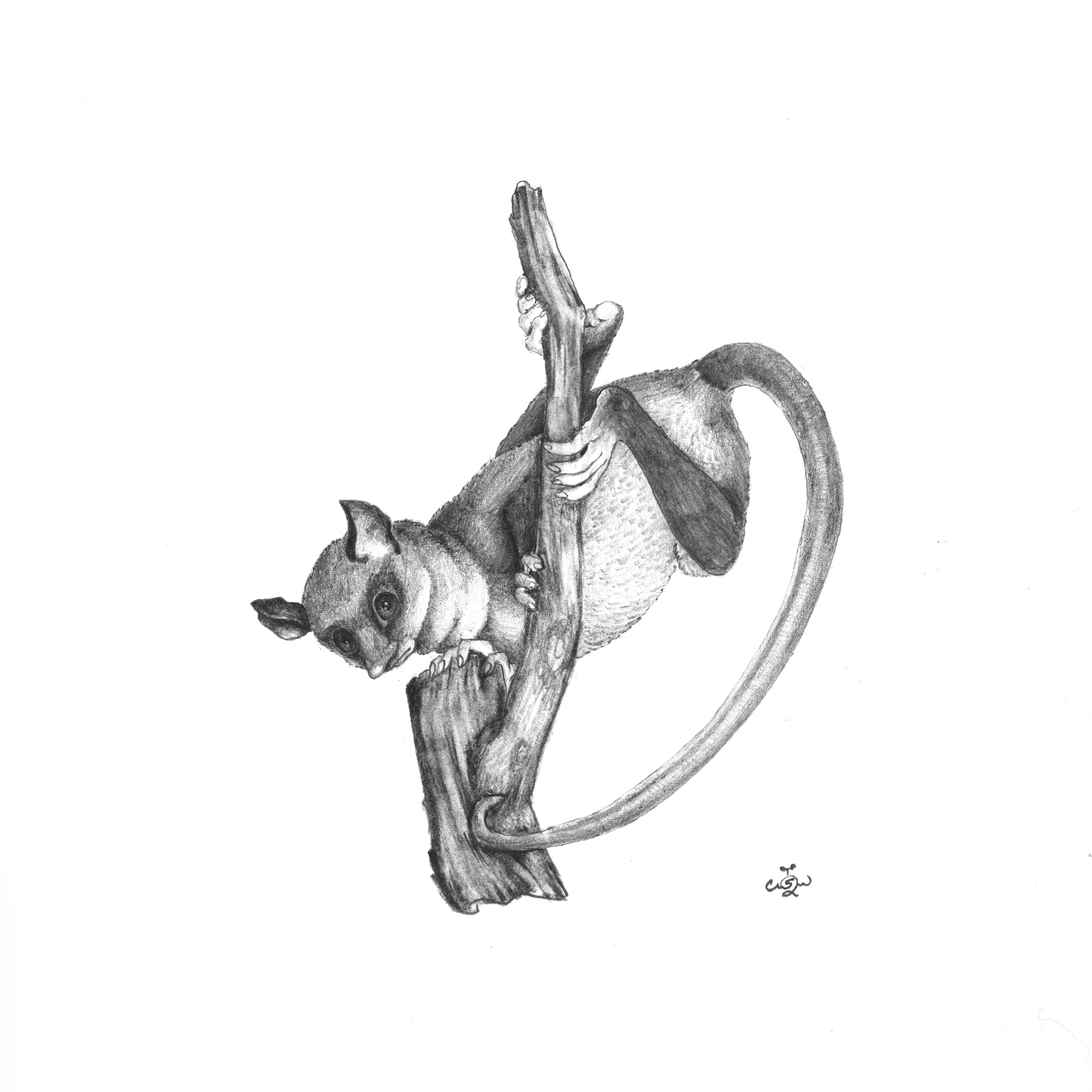 pencil fae possum.png