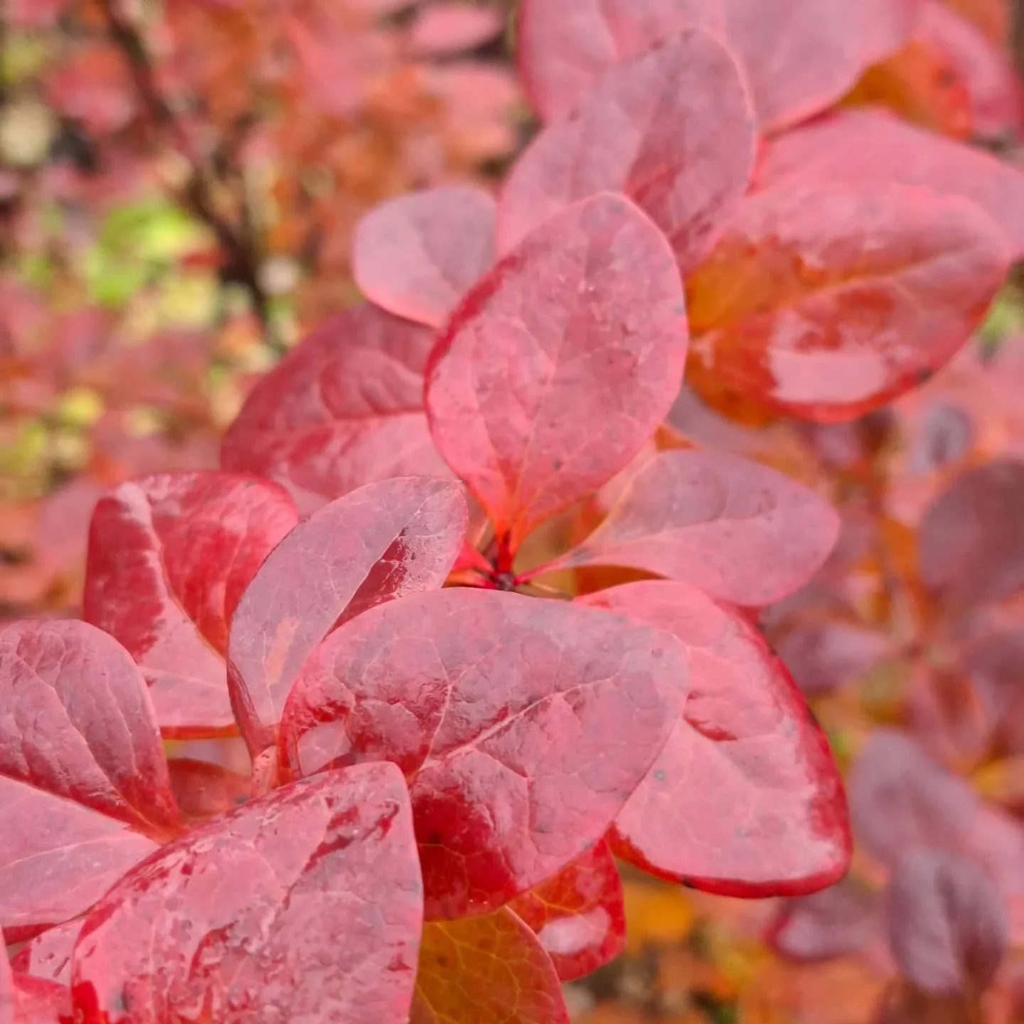 #kiitollisuus #ihmiskoe #loppuvuosi #syksy #syksynv&auml;rit 

T&auml;n&auml;&auml;n oon erityisen kiitollinen pienest&auml; pihasta, jonka saan haravoida talviteloille. R&auml;nneist&auml;, jotka saan putsata ja p&auml;&auml;st&auml;&auml; veden taa