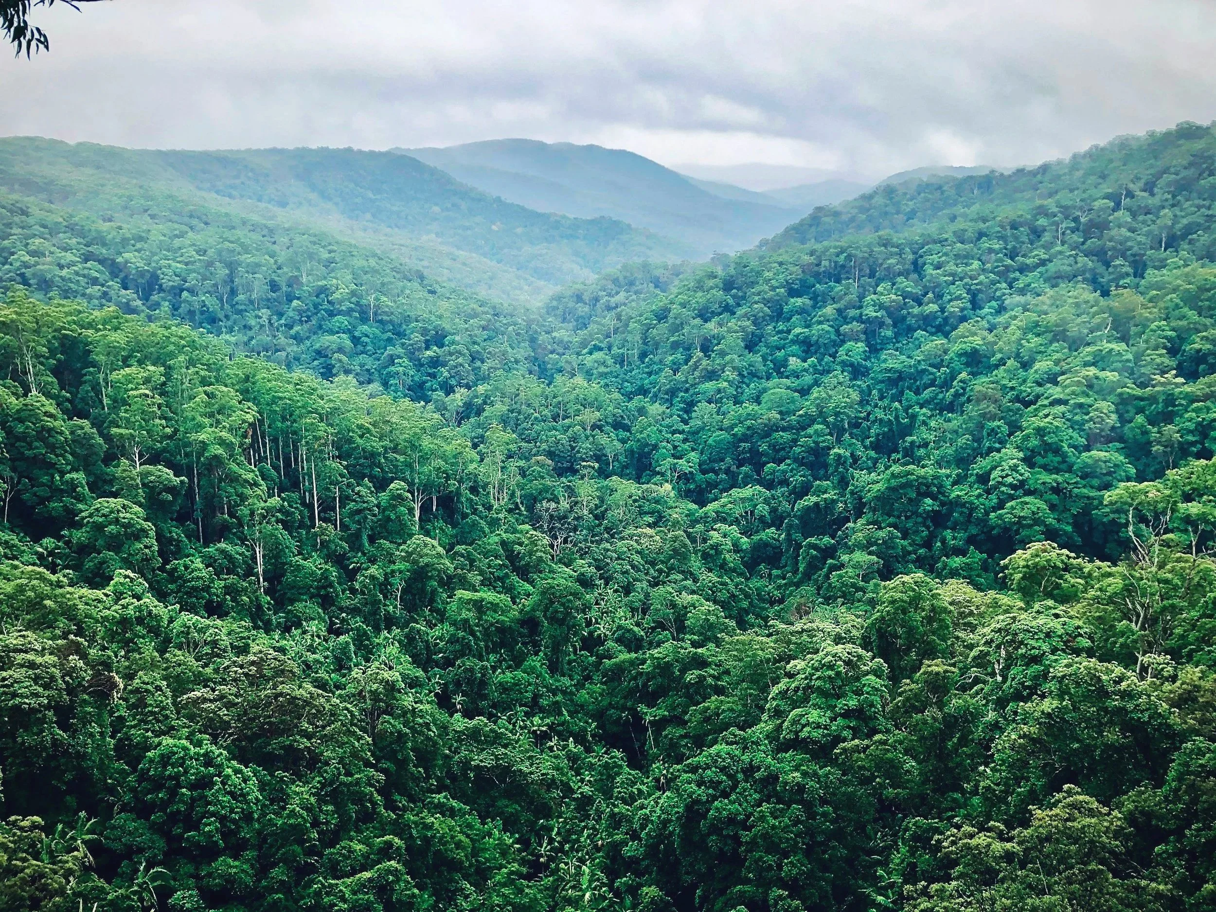 Lush green rainforest with rolling hills under overcast sky.