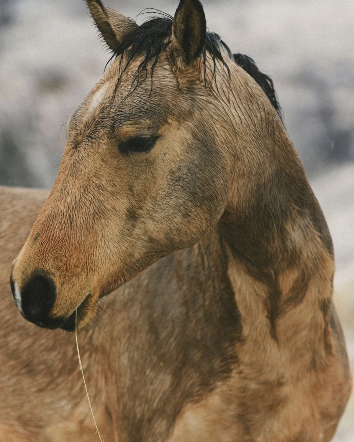 Snow Horses - Nogales, Mexico - Rich Helmer