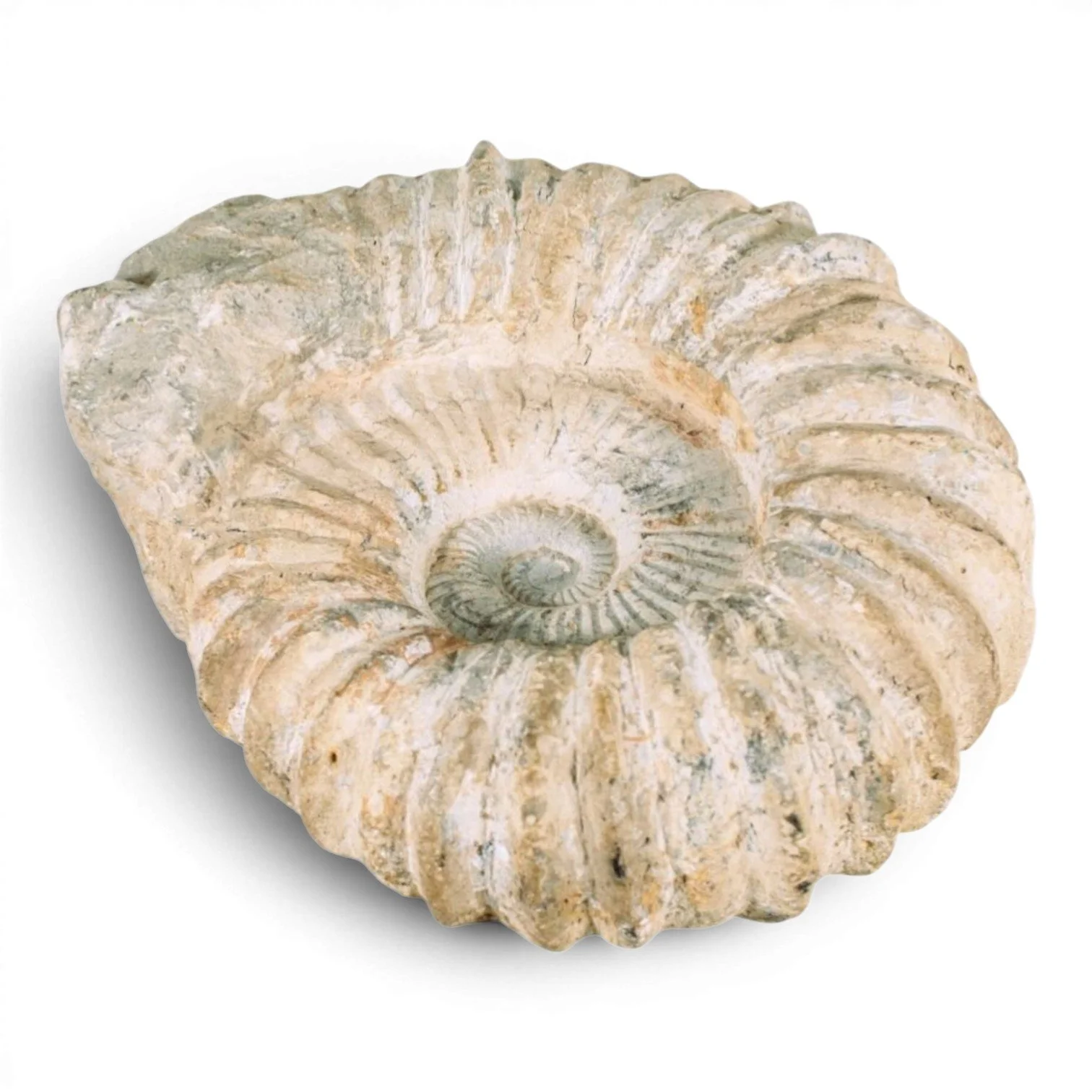 Authentic 100-million-year-old ammonite fossil with natural spiral pattern and textured ridges