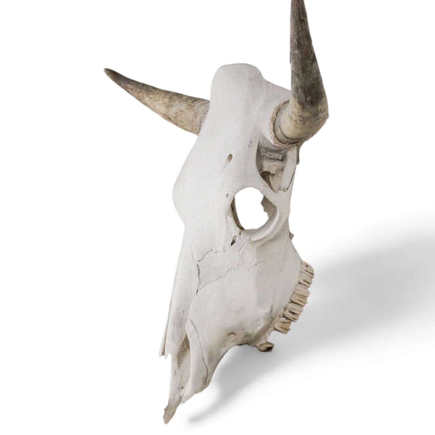 Authentic Cow Skulls
