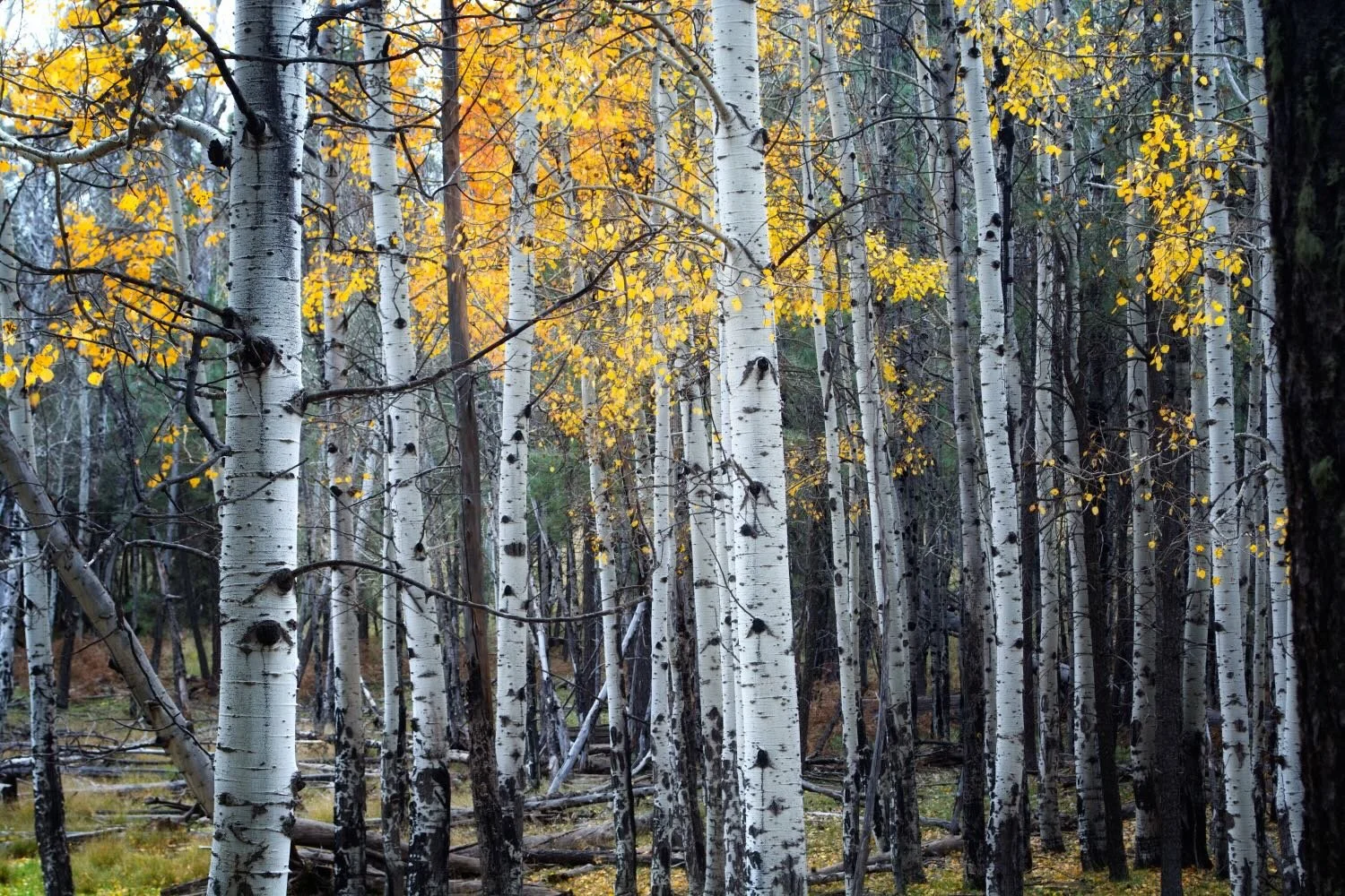 Fine Art by Arizona Photographer, Rich Helmer