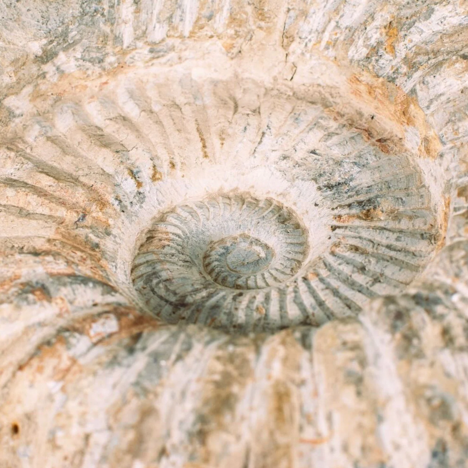 Authentic 100-million-year-old ammonite fossil with natural spiral pattern and textured ridges