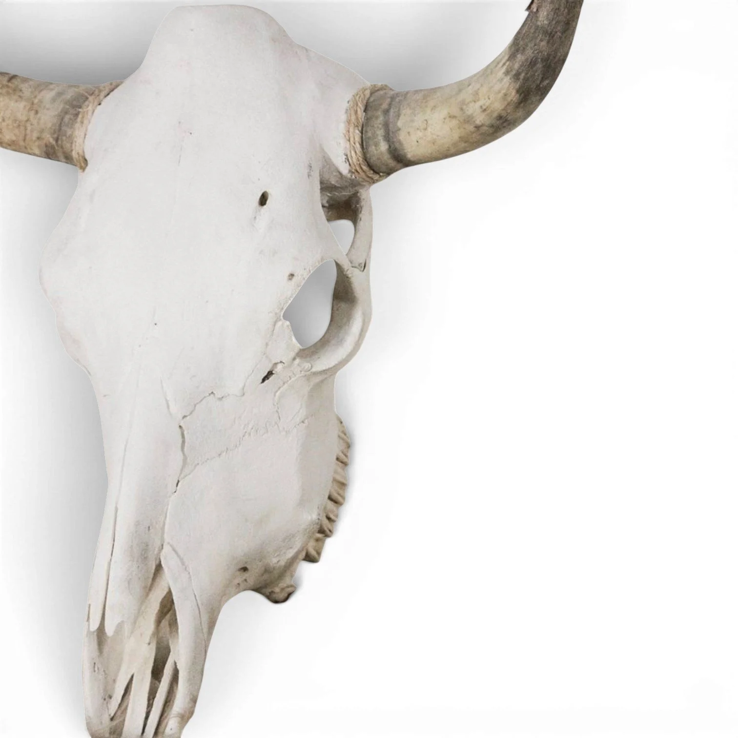 Authentic Mexican cow skull with natural bone finish for Western rustic wall décor