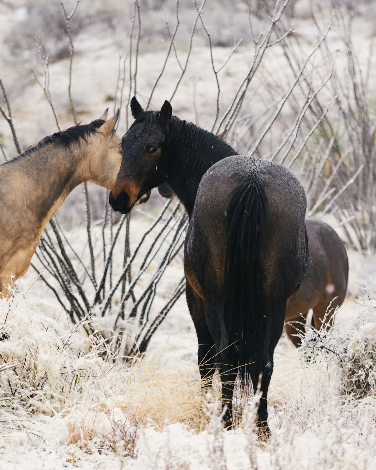 Snow Horses - Nogales, Mexico - Rich Helmer