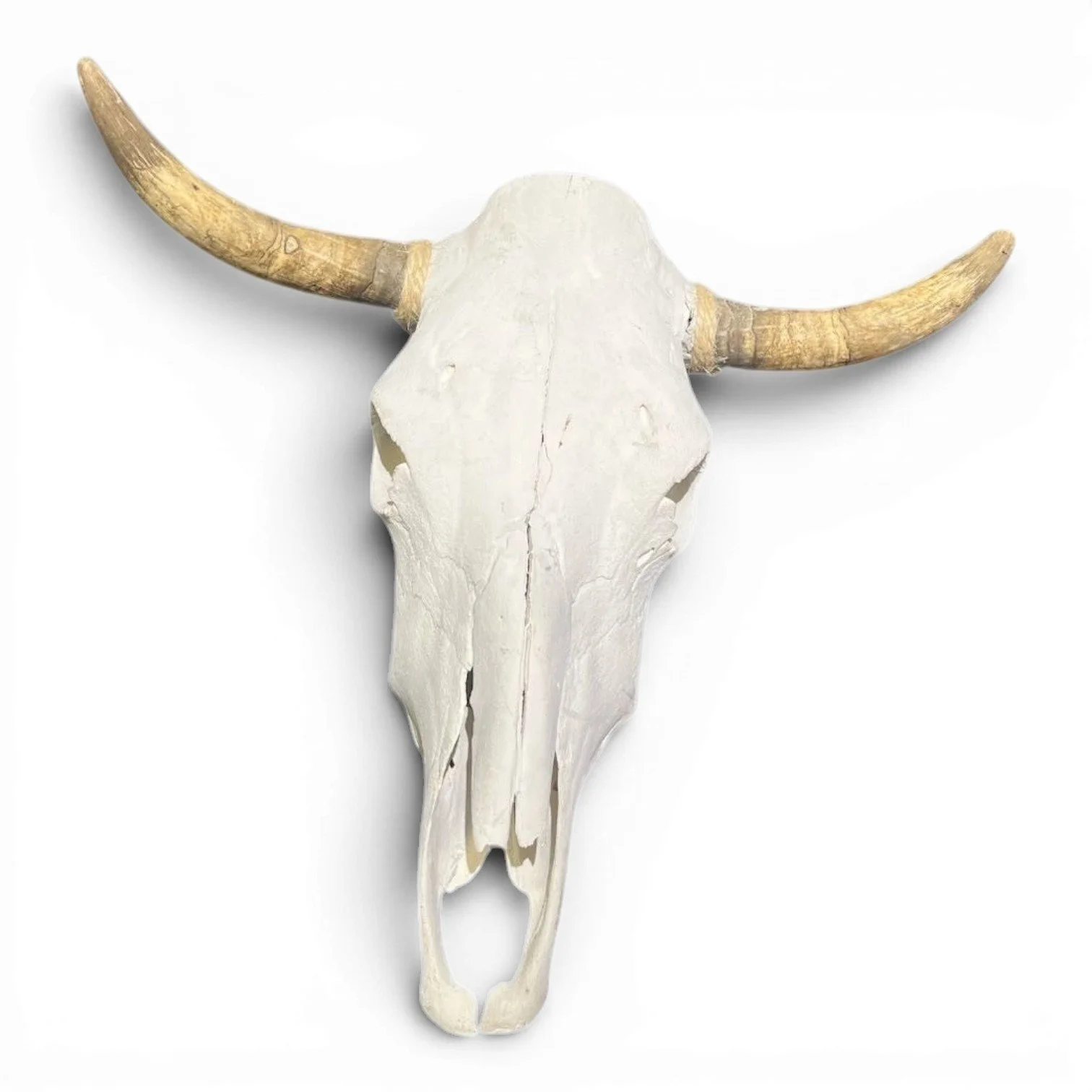 Authentic Mexican cow skull with natural bone finish for Western rustic wall décor