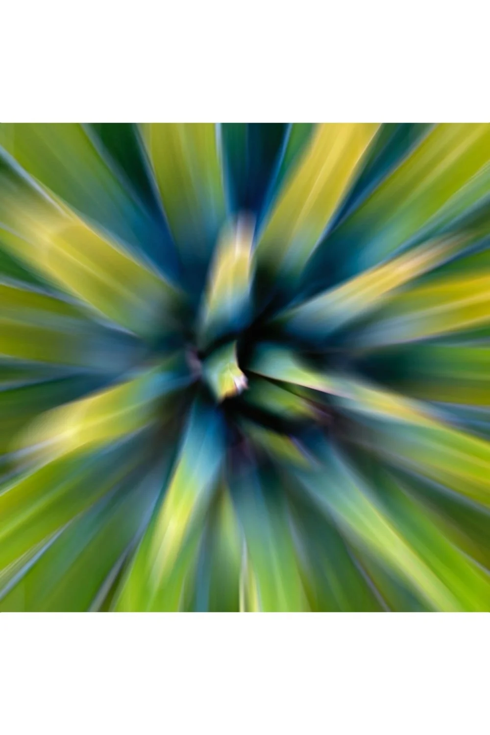 Aloe y Azul