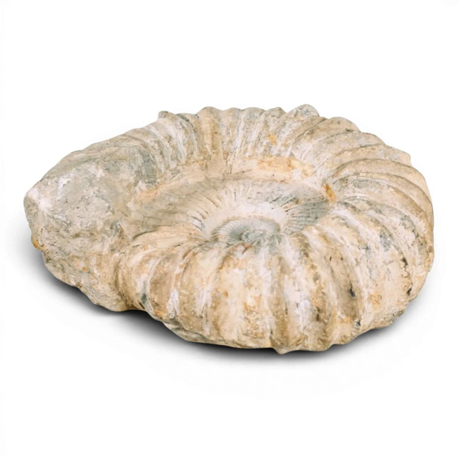 Authentic 100-million-year-old ammonite fossil with natural spiral pattern and textured ridges