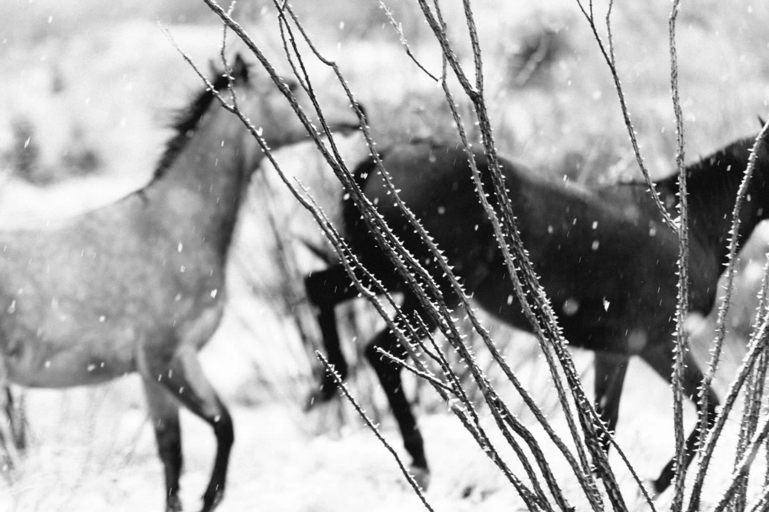 Snow Horses - Nogales, Mexico - Rich Helmer