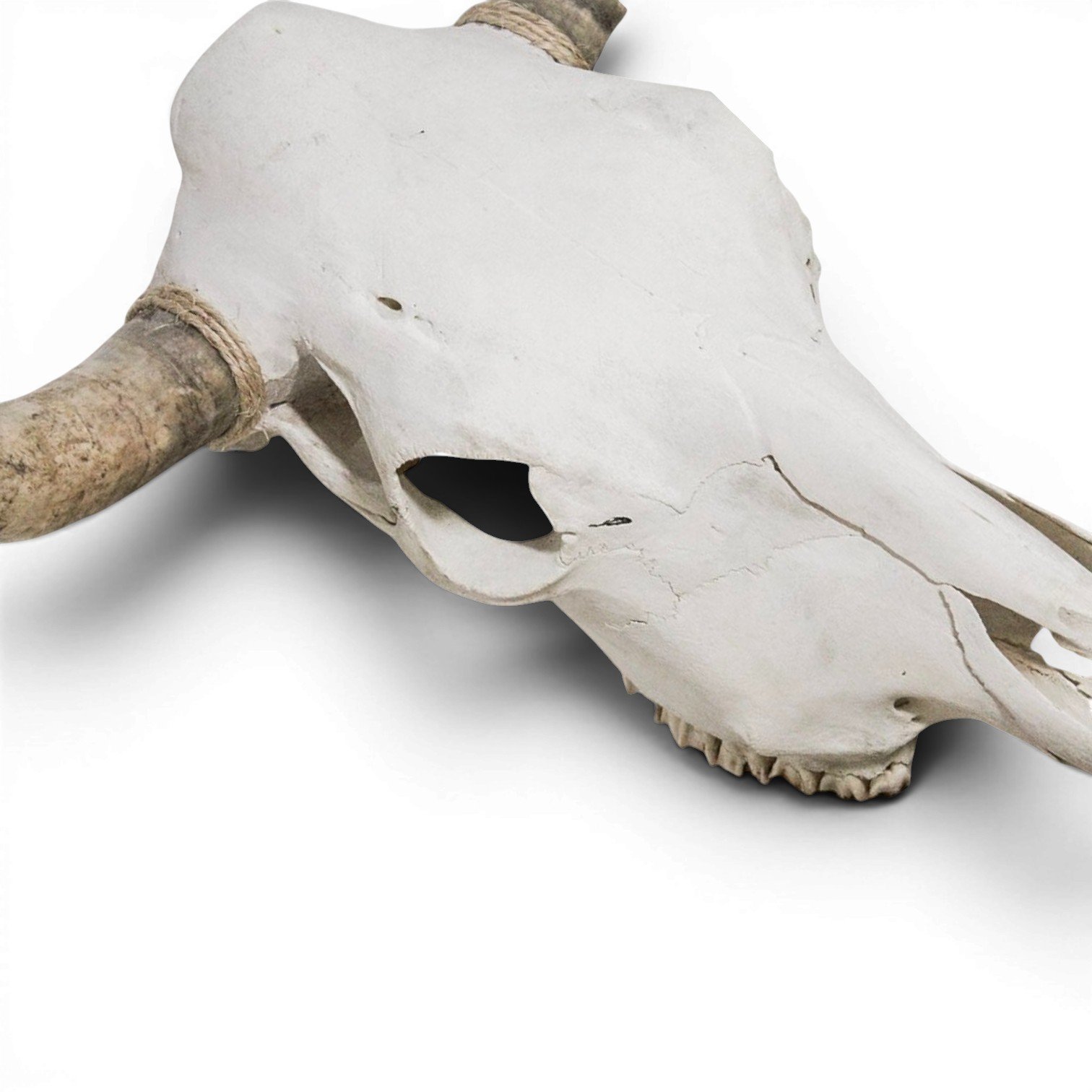 Authentic Mexican cow skull with natural bone finish for Western rustic wall décor