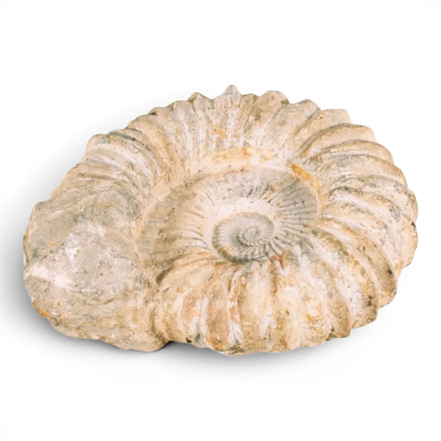 Authentic 100-million-year-old ammonite fossil with natural spiral pattern and textured ridges