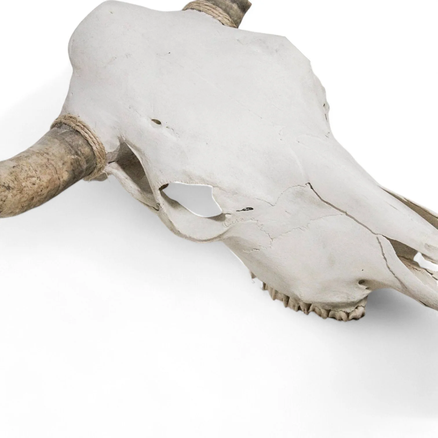 Authentic Cow Skulls