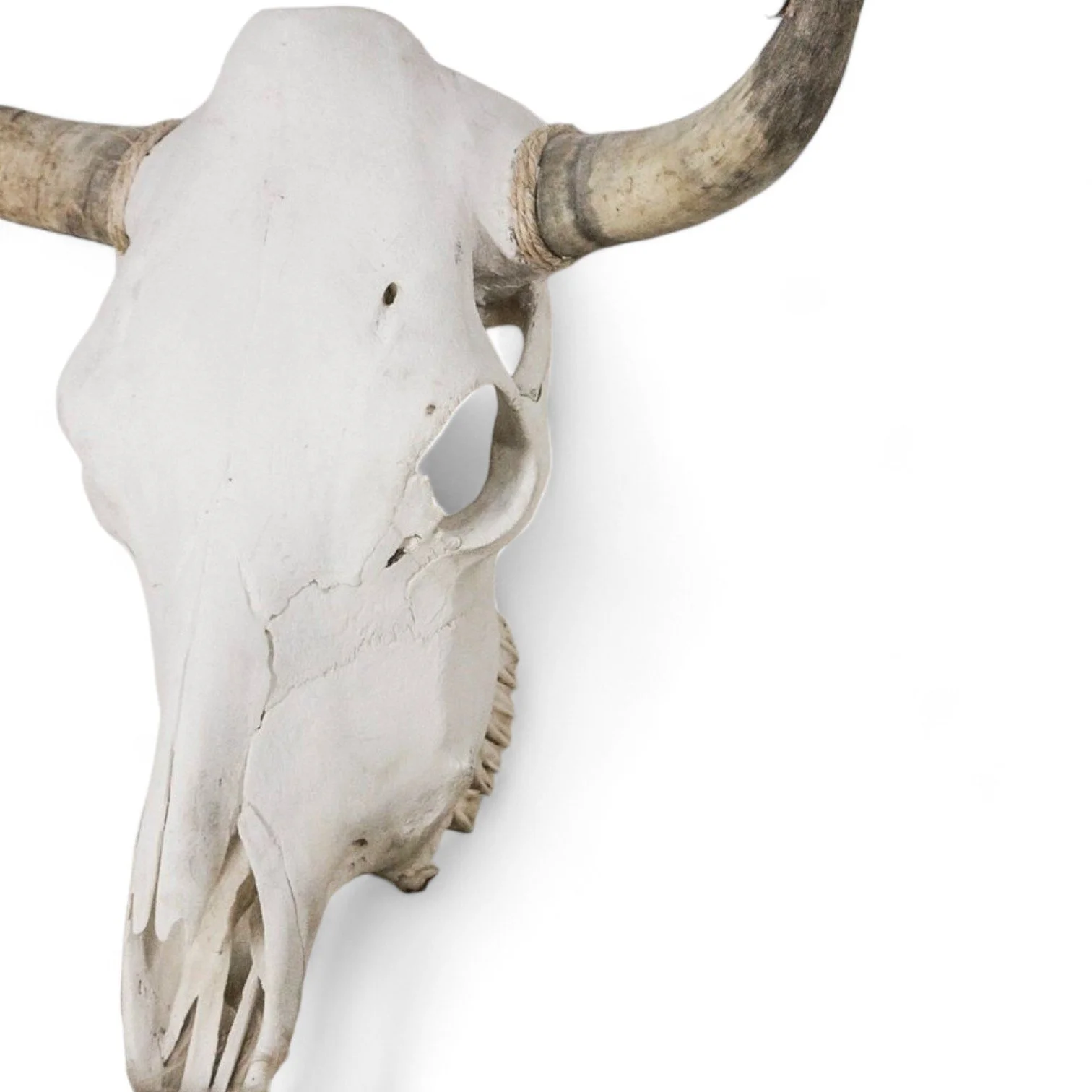 Authentic Cow Skulls